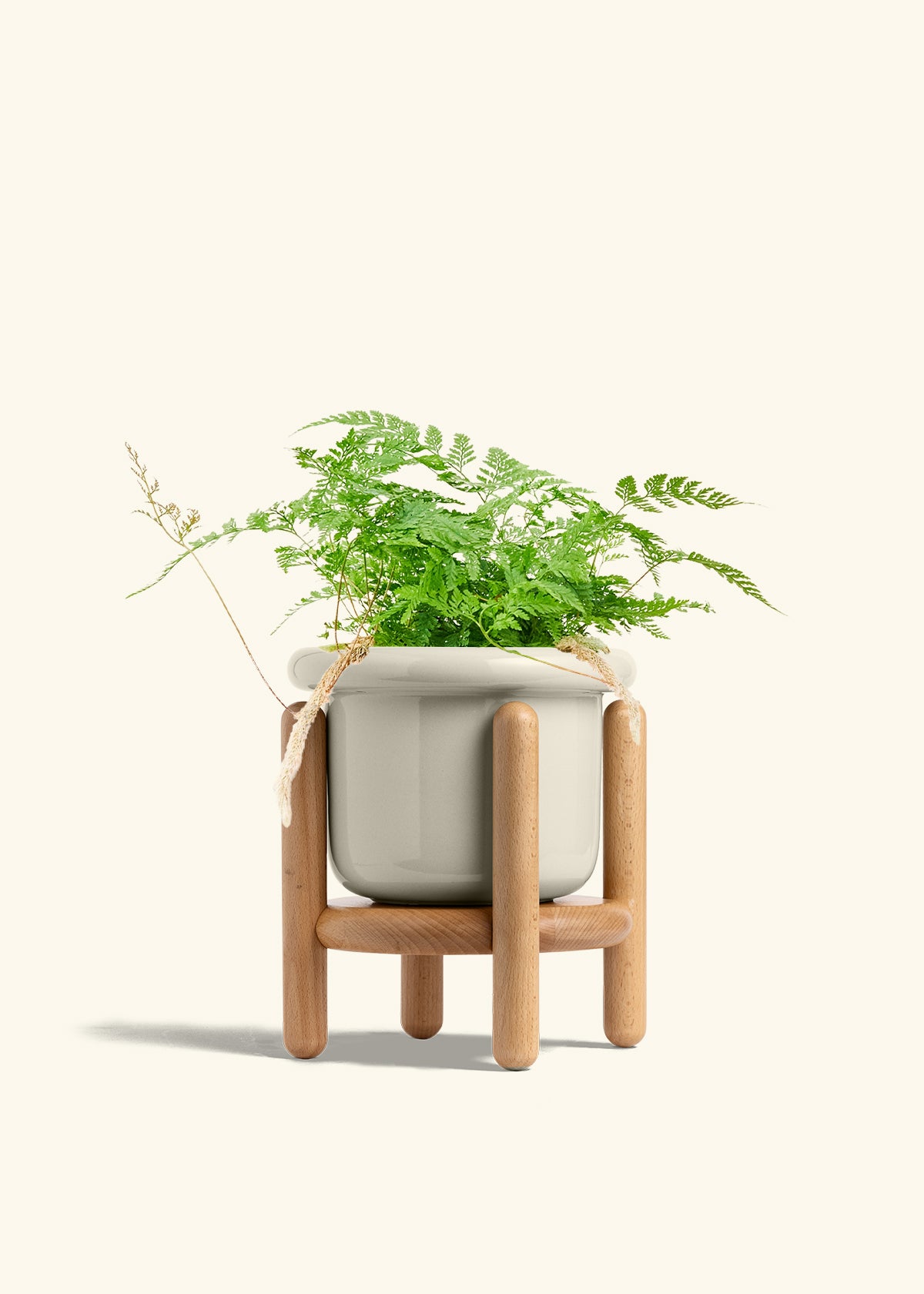 Rabbit Foot Fern in a 6 inches Fat Lip Red Planter in a Beech Wood Stand
