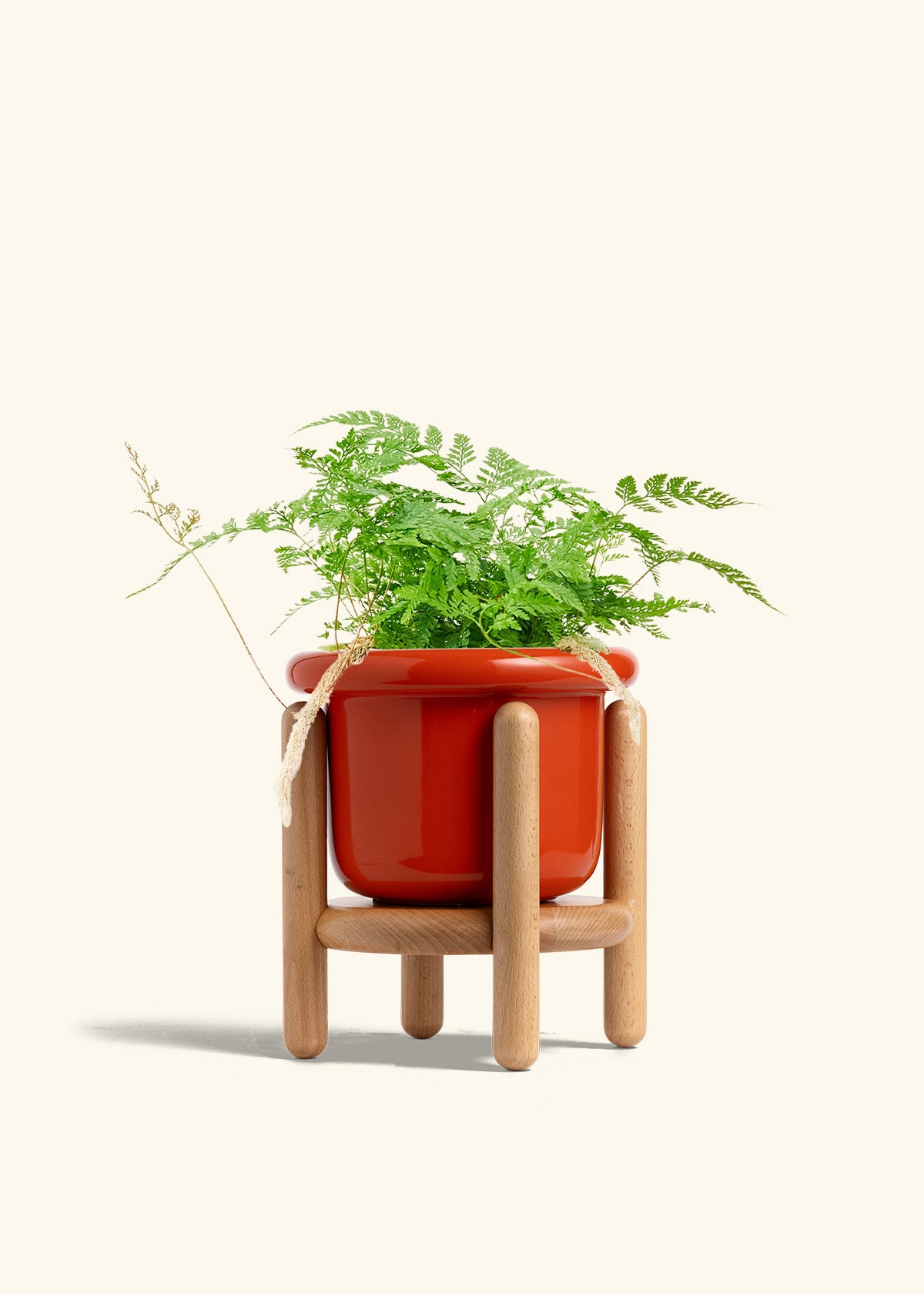 Rabbit Foot Fern in a 6 inches Fat Lip Oat Planter in a Beech Wood Stand