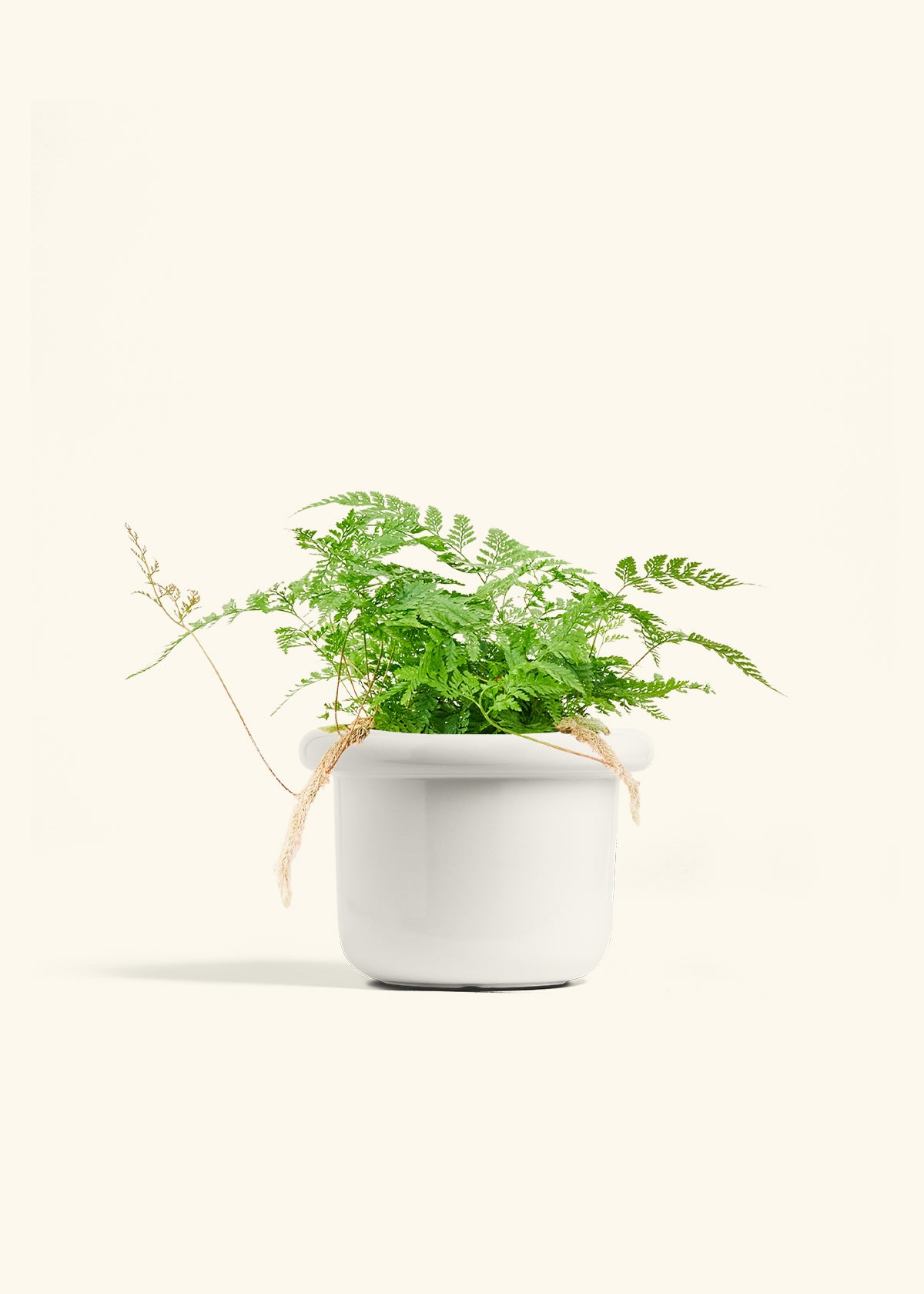 Rabbit Foot Fern in a 6 inches Fat Lip White Planter