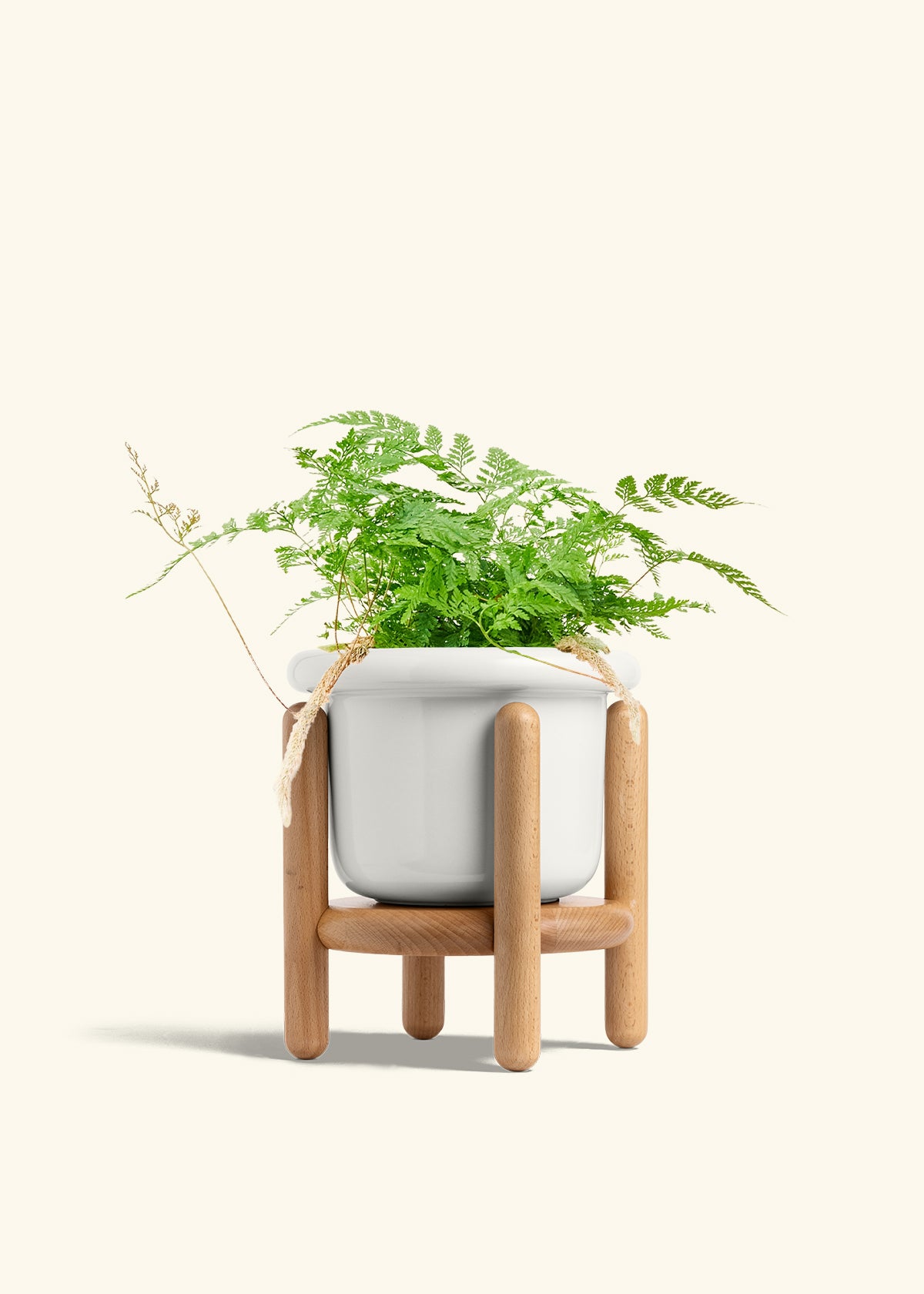 Rabbit Foot Fern in a 6 inches Fat Lip White Planter in a Beech Wood Stand
