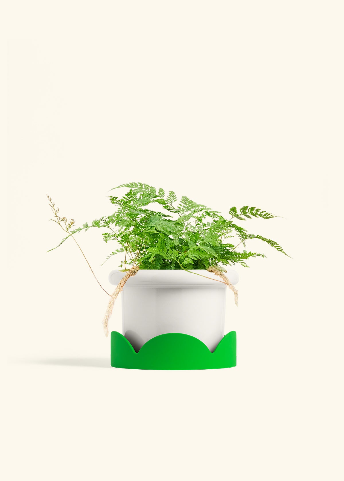 Rabbit Foot Fern in a 6 inches Fat Lip White Planter in a Shamrock Petal Drip Tray