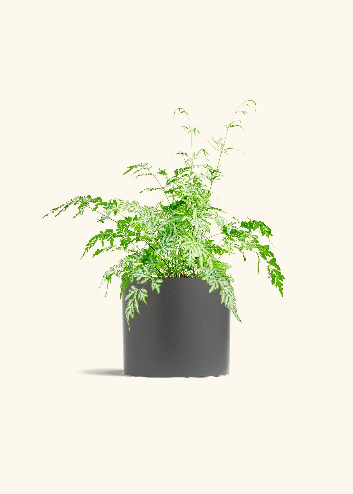Silver Lace Fern in a 6 inches Charcoal Classic Cylinder Planter