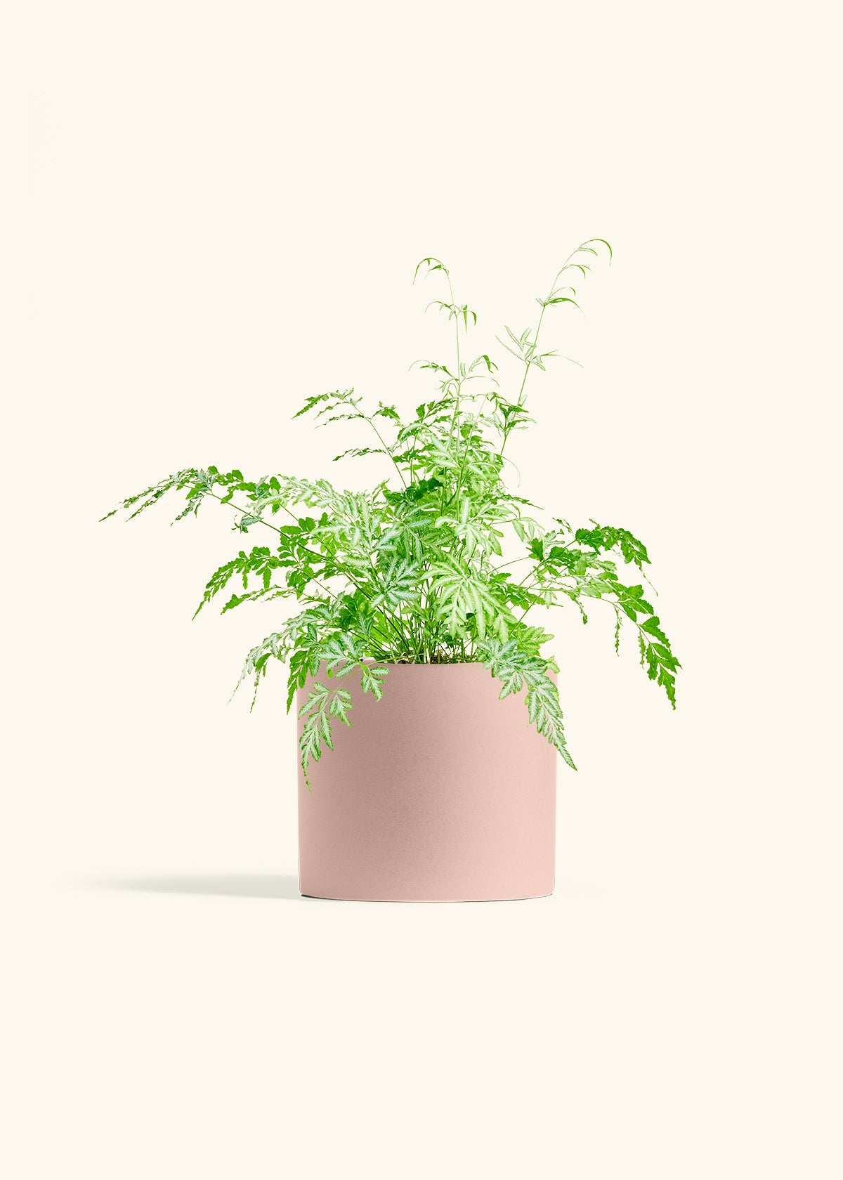 Silver Lace Fern in a 6 inches Pink Classic Cylinder Planter
