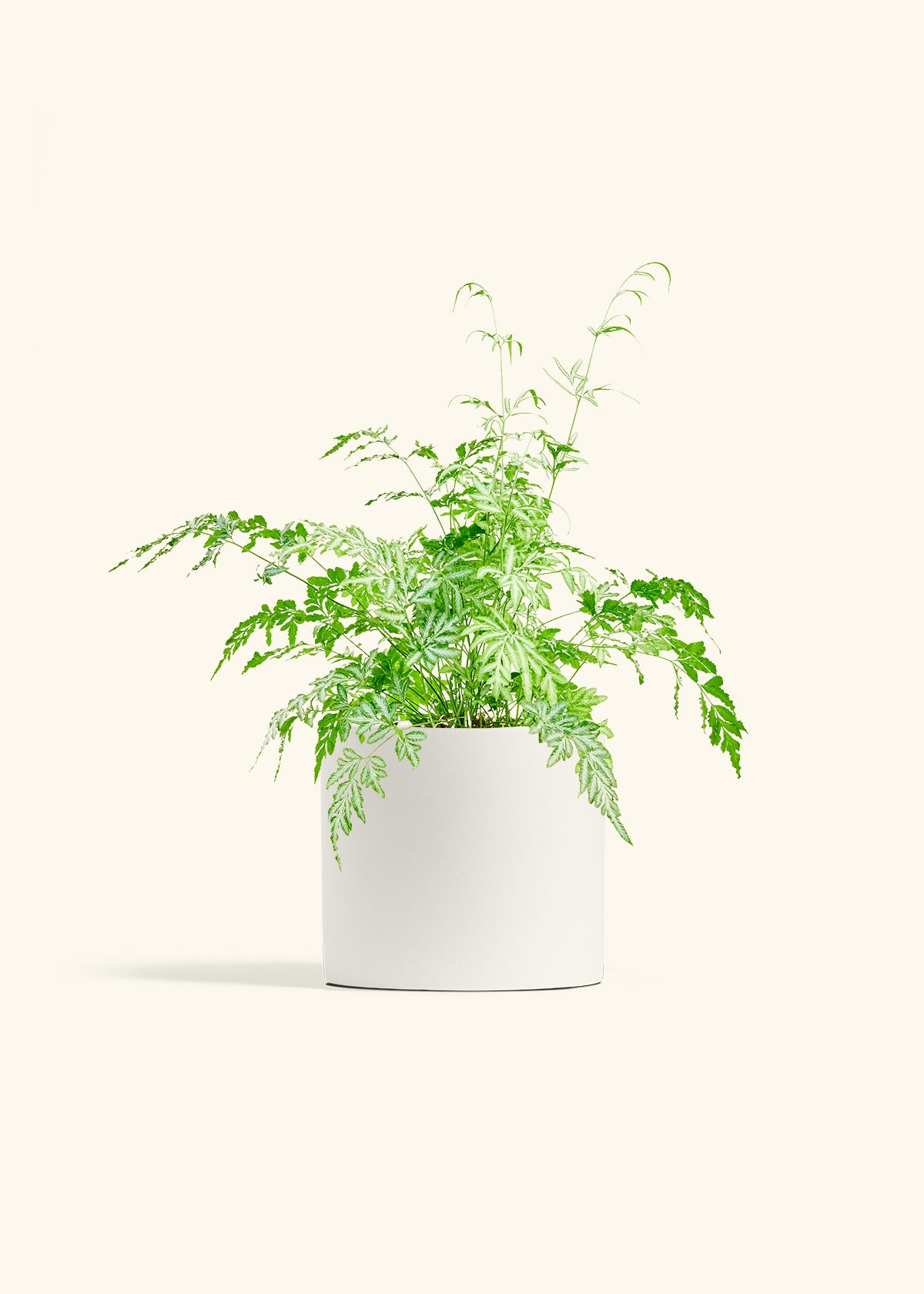 Silver Lace Fern in a 6 inches White Classic Cylinder Planter