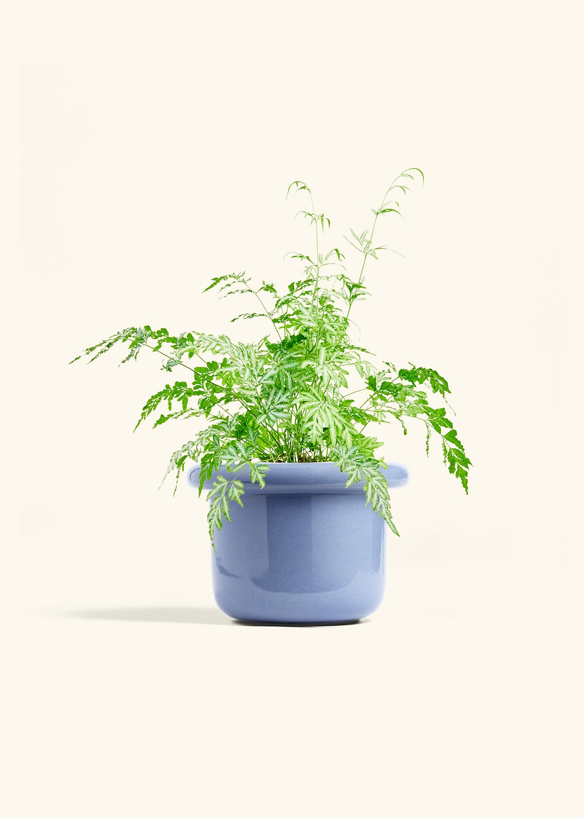 Silver Lace Fern in a 6 inches Fat Lip Blue Planter