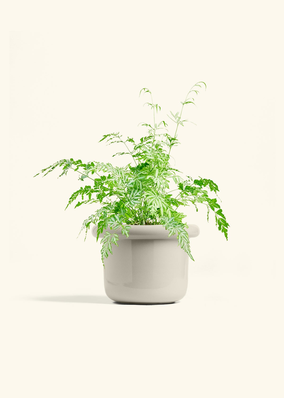 Silver Lace Fern in a 6 inches Fat Lip Oat Planter