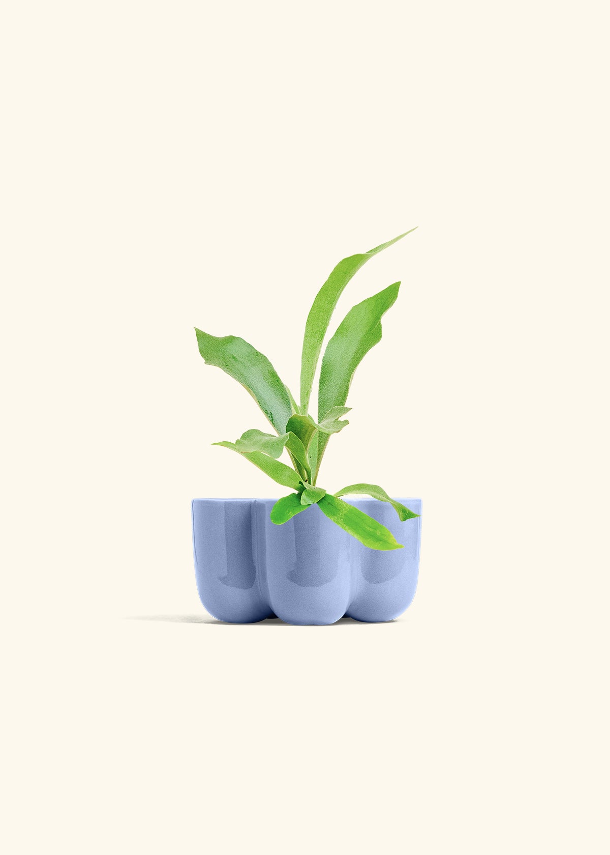 Staghorn Fern in a 4 inches in a Blue Petal Planter