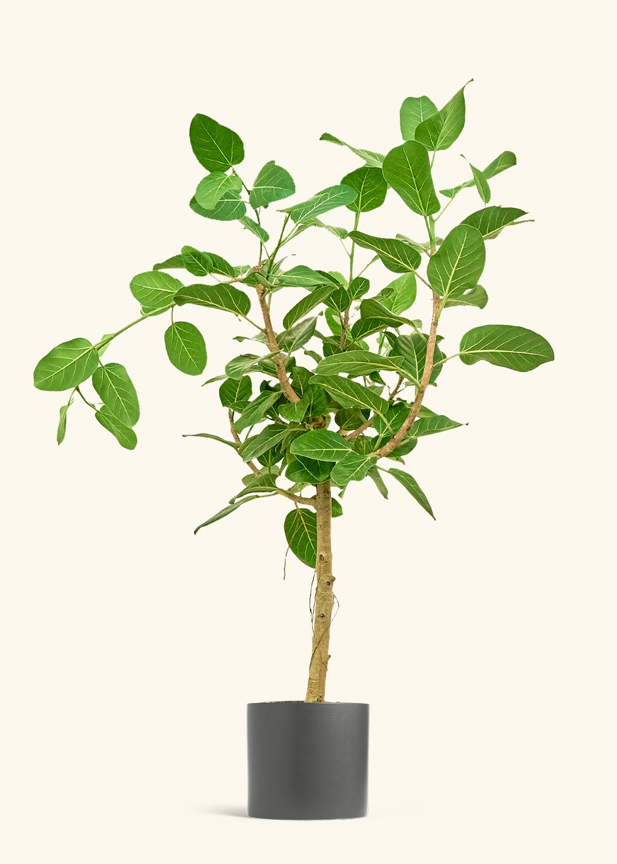 Ficus Audrey in a 10 inches Charcoal Classic Cylinder Planter