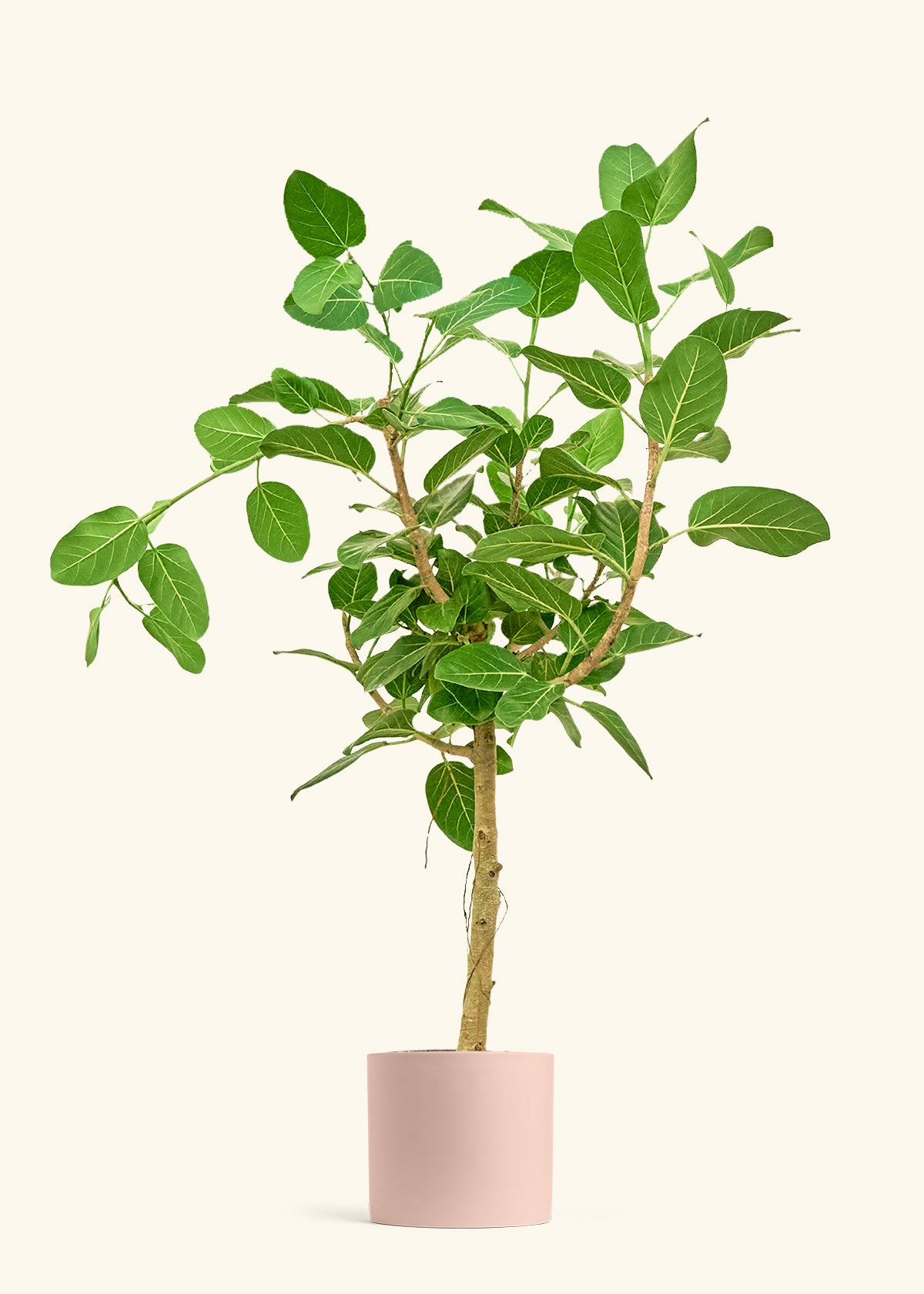 Ficus Audrey in a 10 inches Pink Classic Cylinder Planter