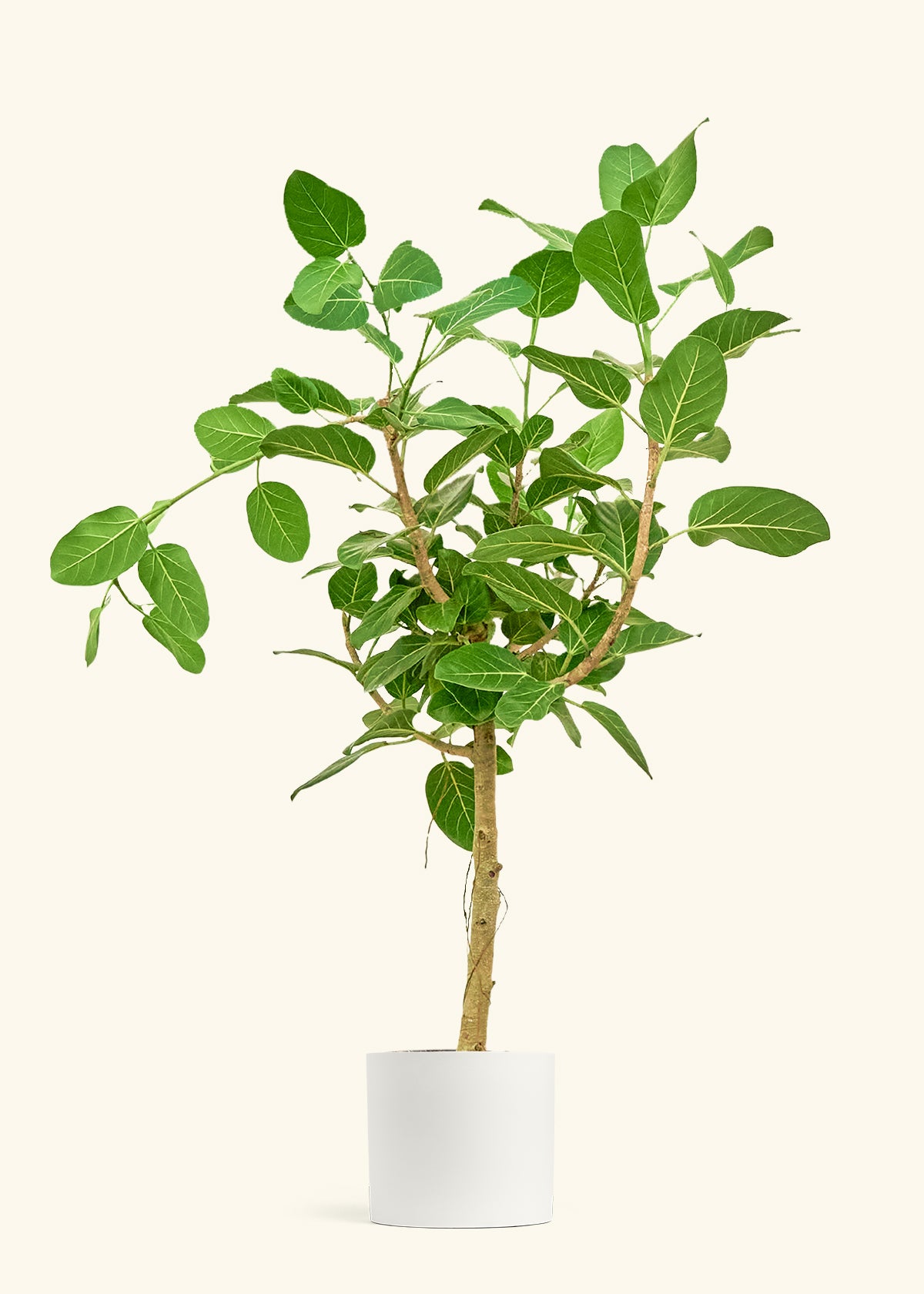 Ficus Audrey in a 10 inches White Classic Cylinder Planter