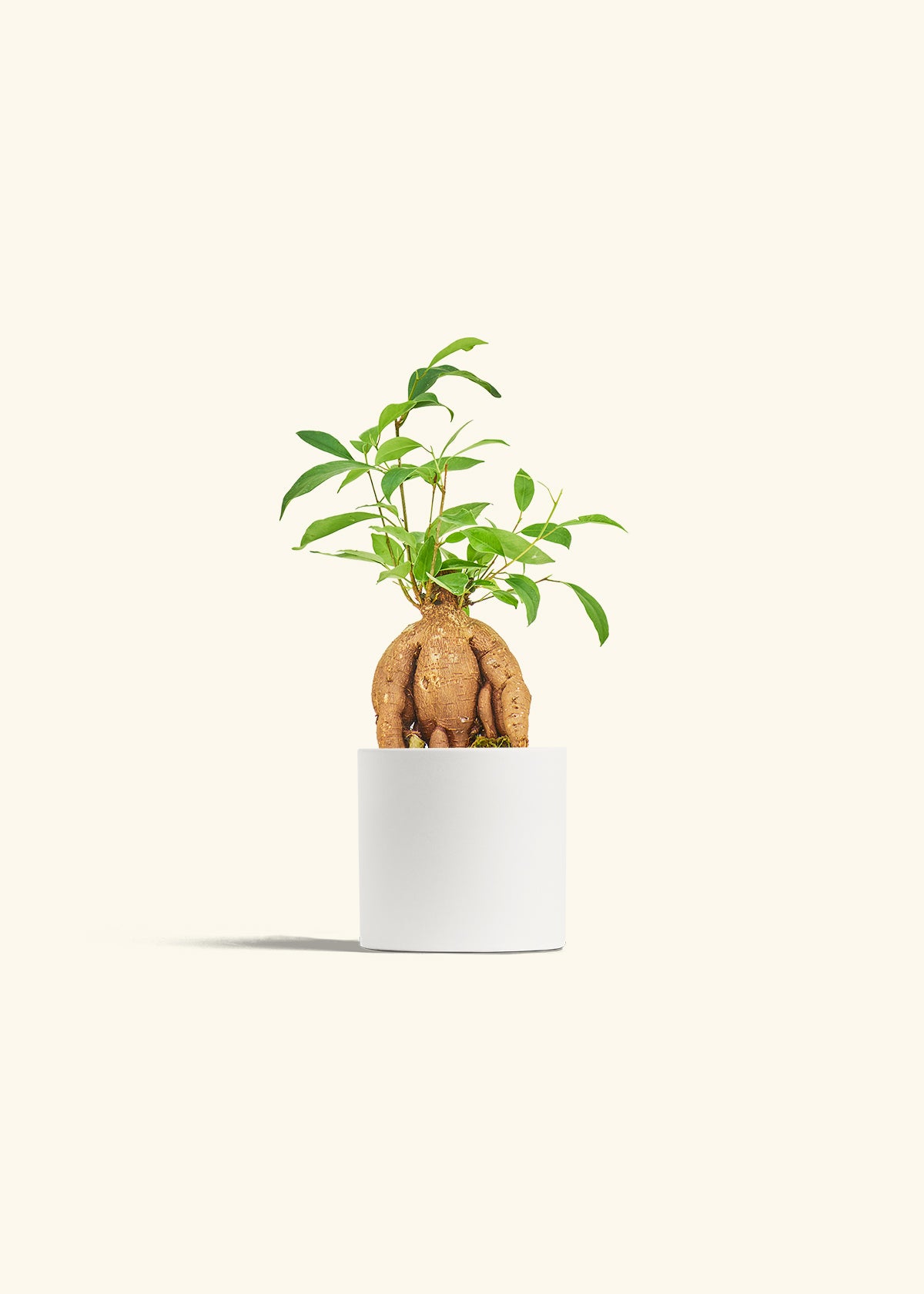 Small Ficus Ginseng in a 4 inches White Classic Cylinder Planter