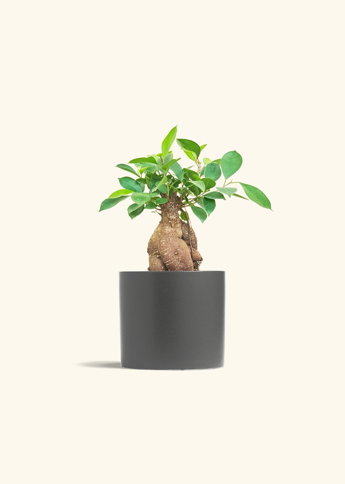 Ficus Ginseng in a 6 inches Charcoal Classic Cylinder Planter
