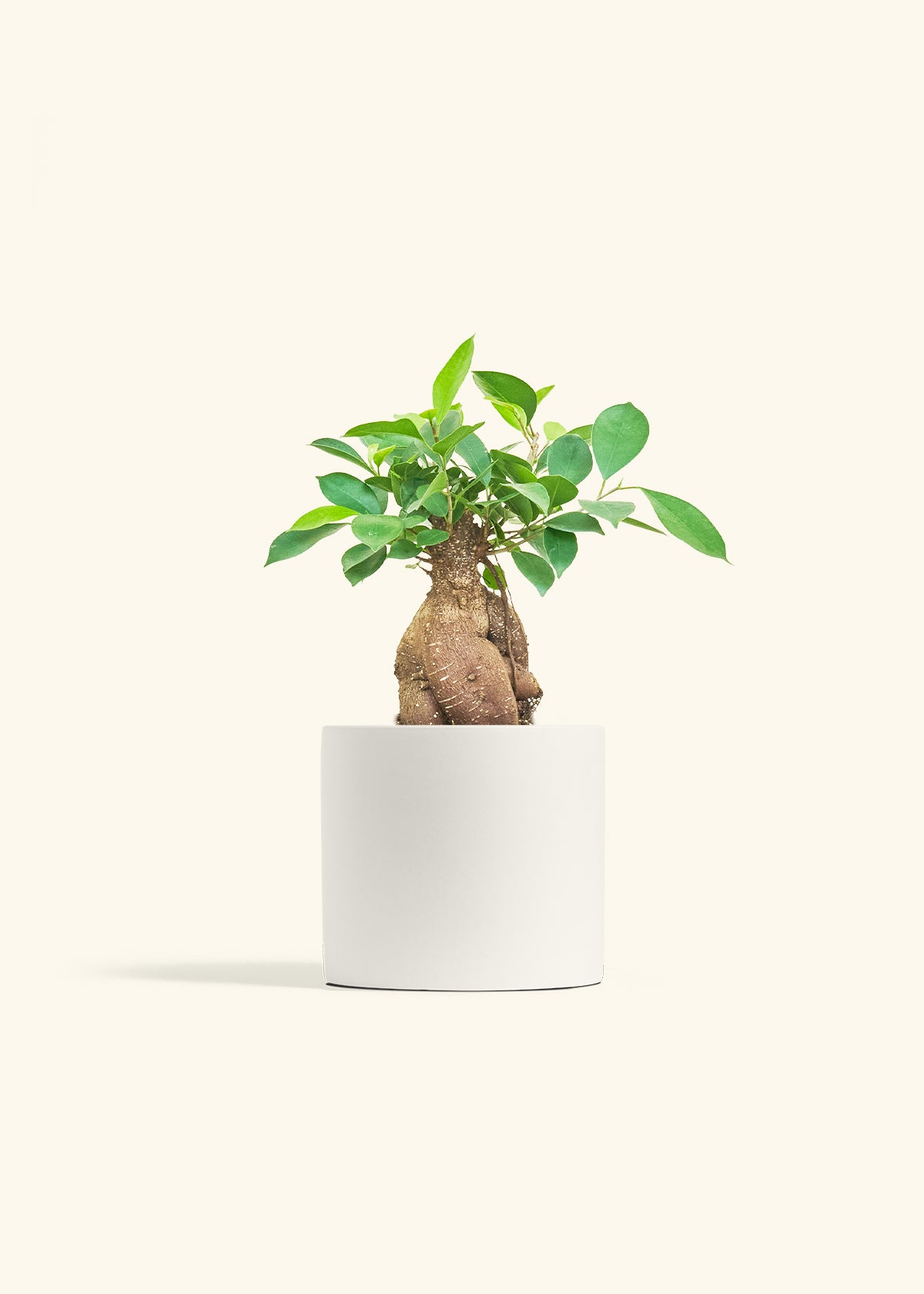 Ficus Ginseng in a 6 inches White Classic Cylinder Planter