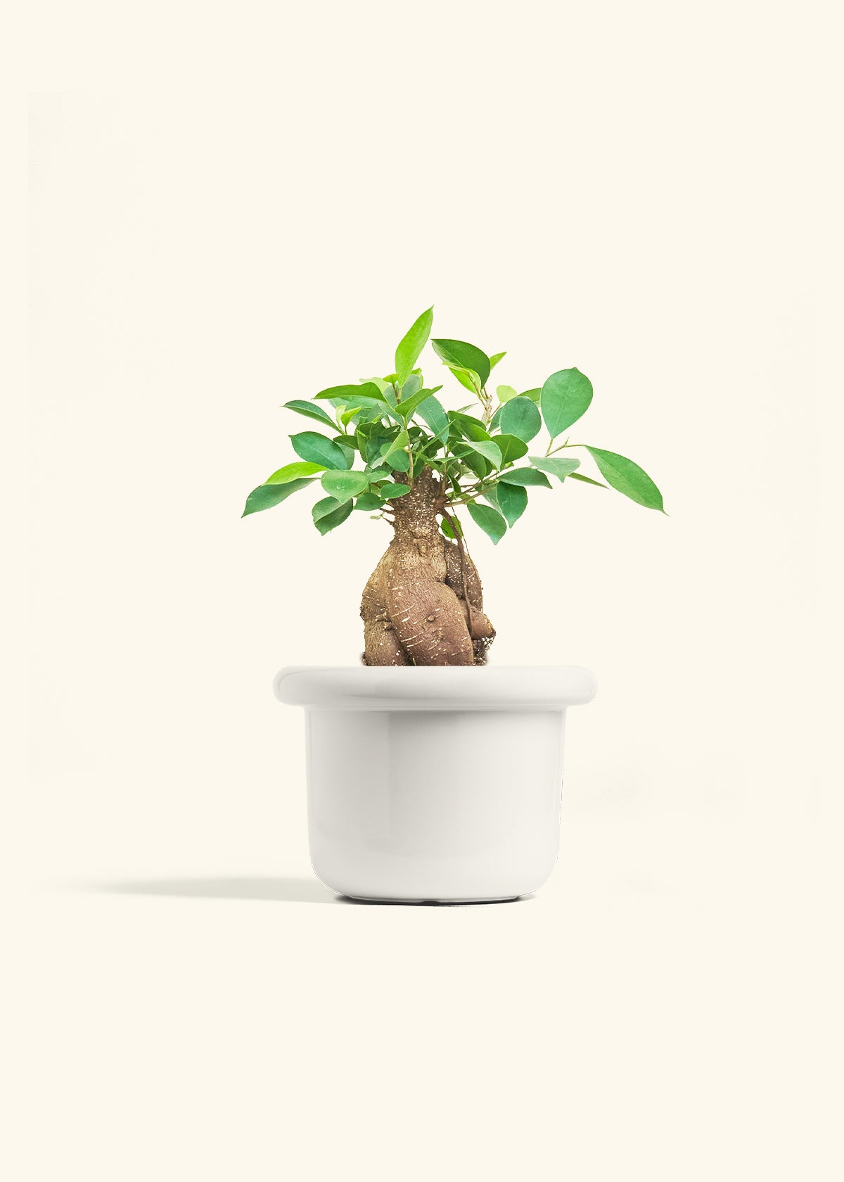 Ficus Ginseng in a 6 inches Fat Lip White Planter