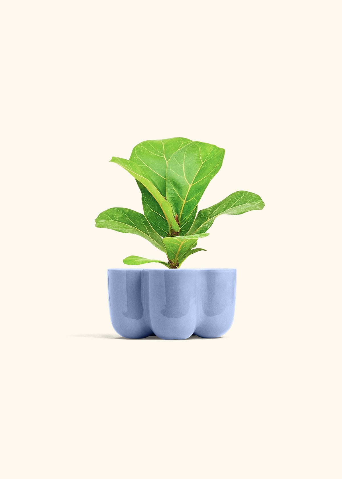 Fiddle Leaf Fig in a 4 inches in a Blue Petal Planter