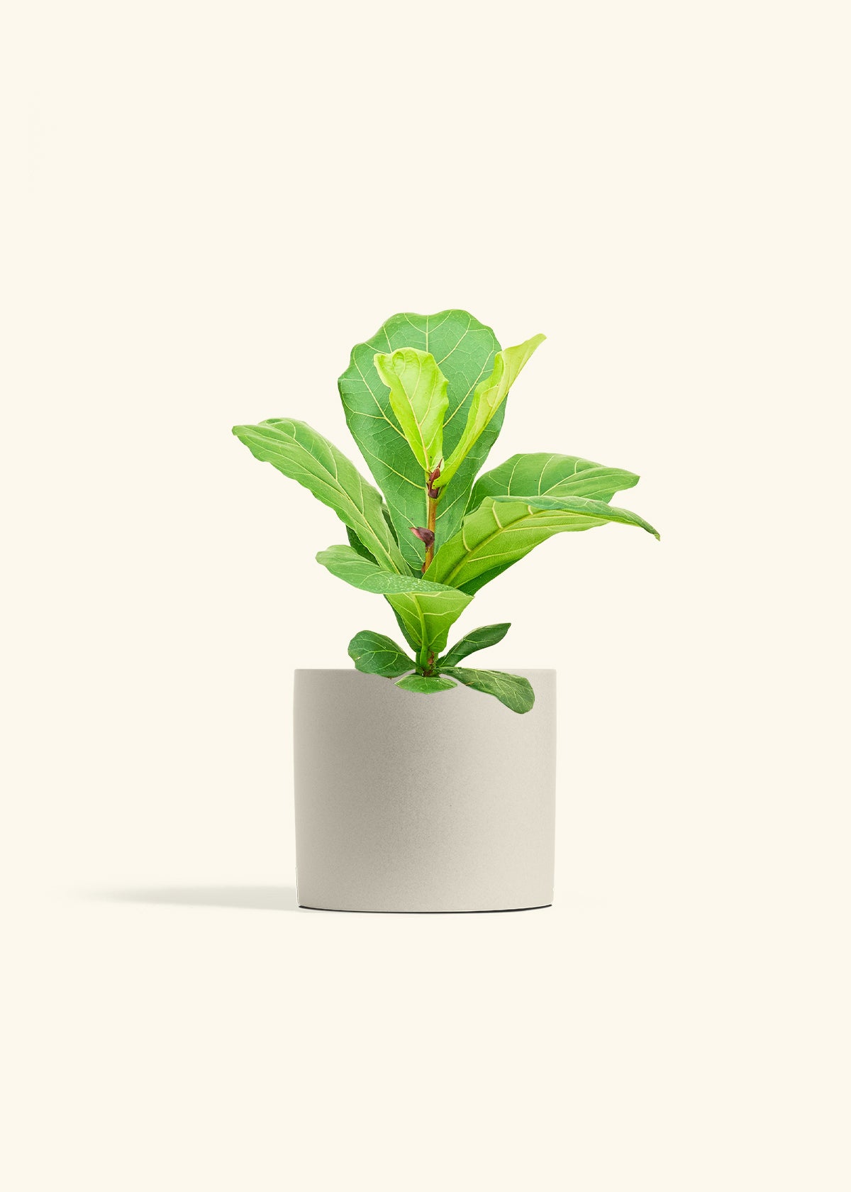 Fiddle Leaf Fig in a 6 inches Oat Classic Cylinder Planter in a Beech Wood Stand