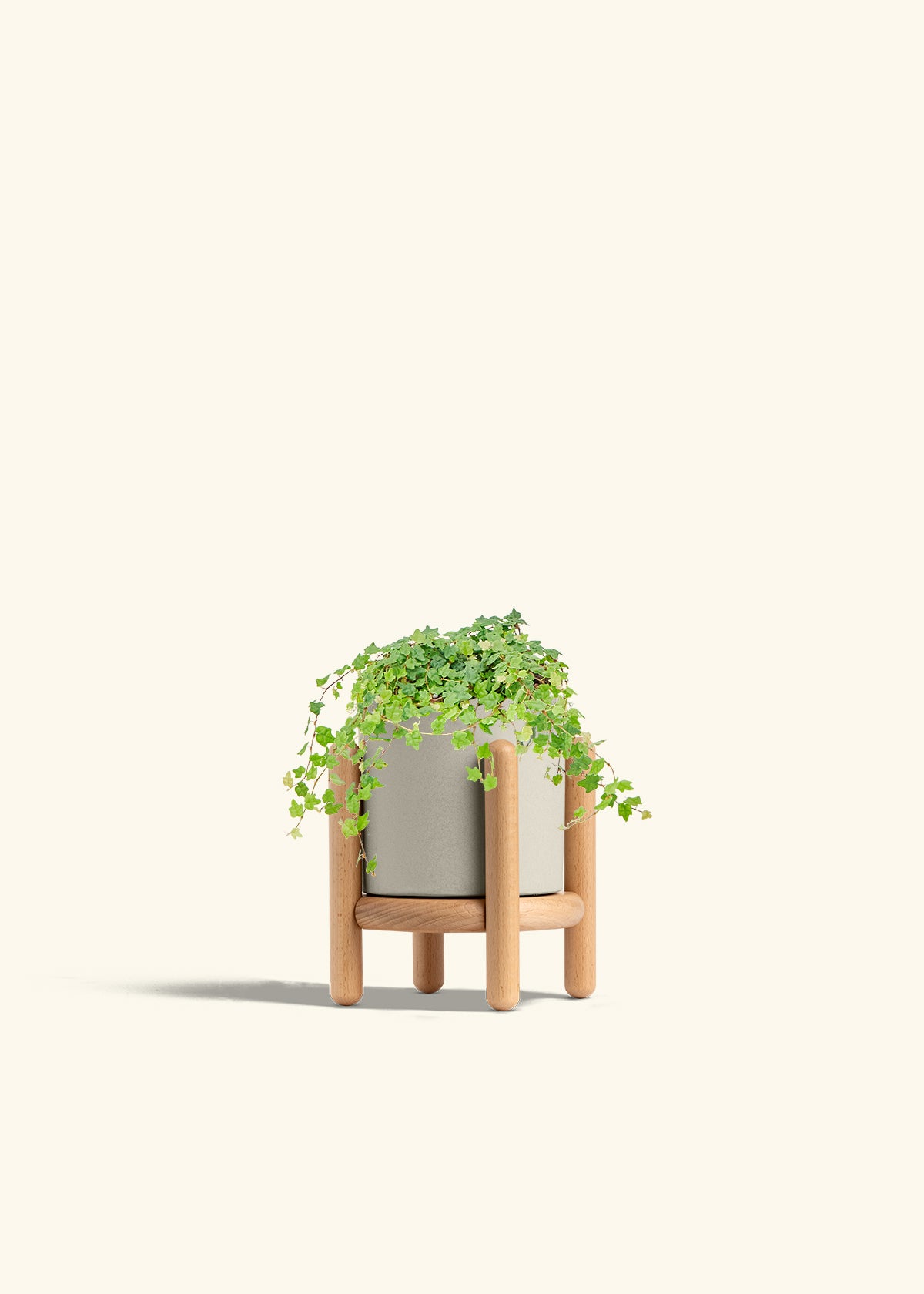 Mini Oakleaf Creeping Fig in a 4 inches Oat Classic Cylinder Planter in a Beech Wood Stand