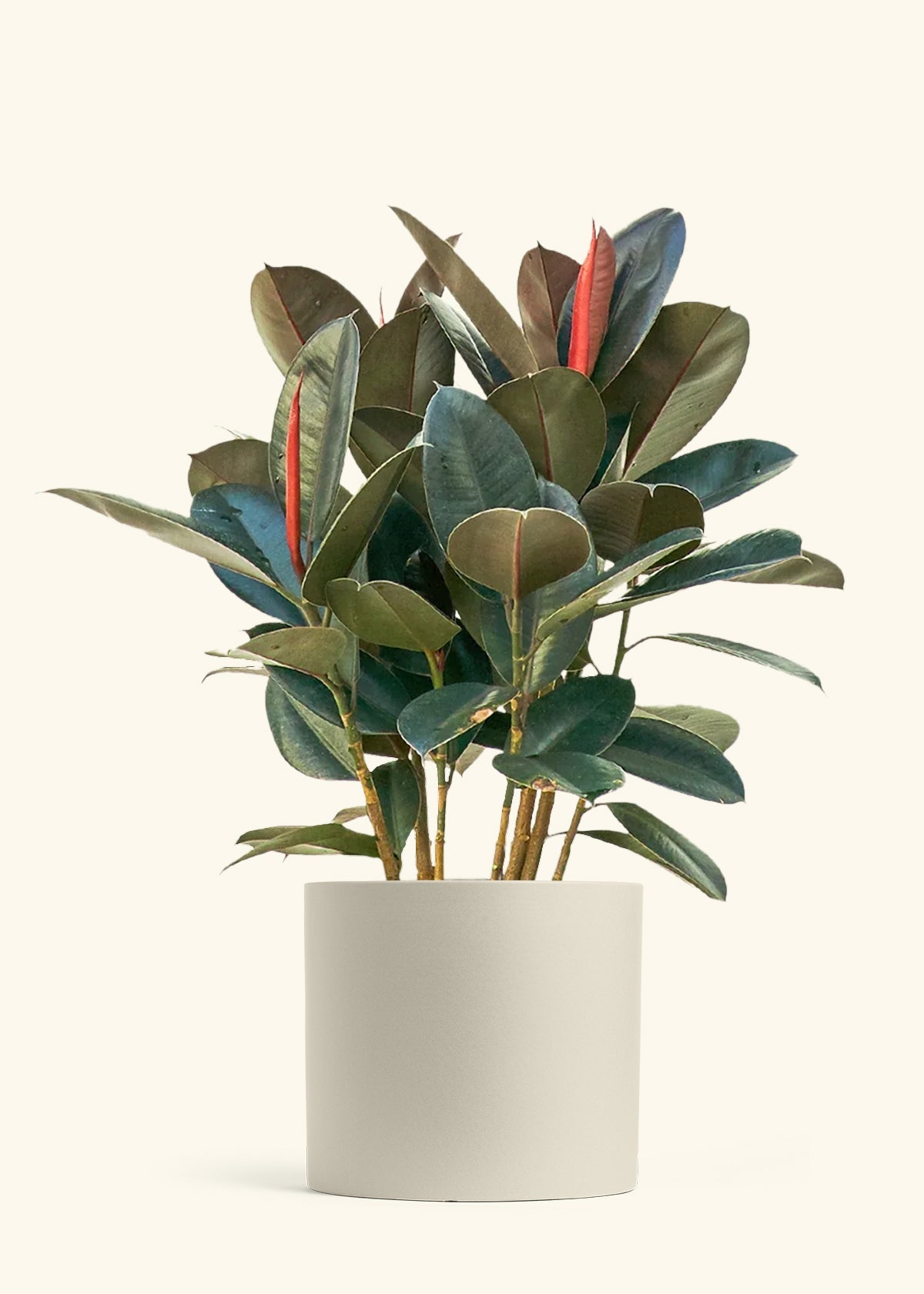 Rubber Tree Burgundy in a 10 inches Oat Classic Cylinder Planter