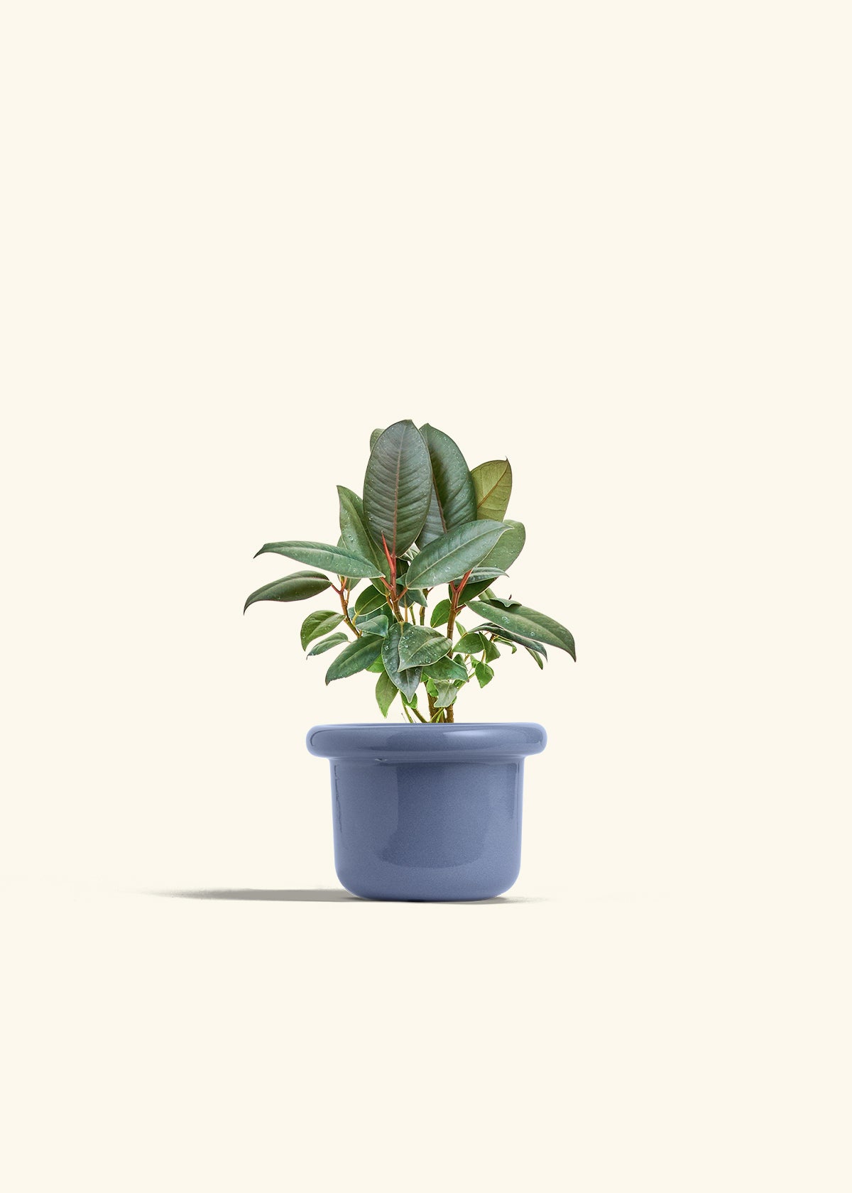 Rubber Tree Burgundy in a 4 inches Fat Lip Blue Planter