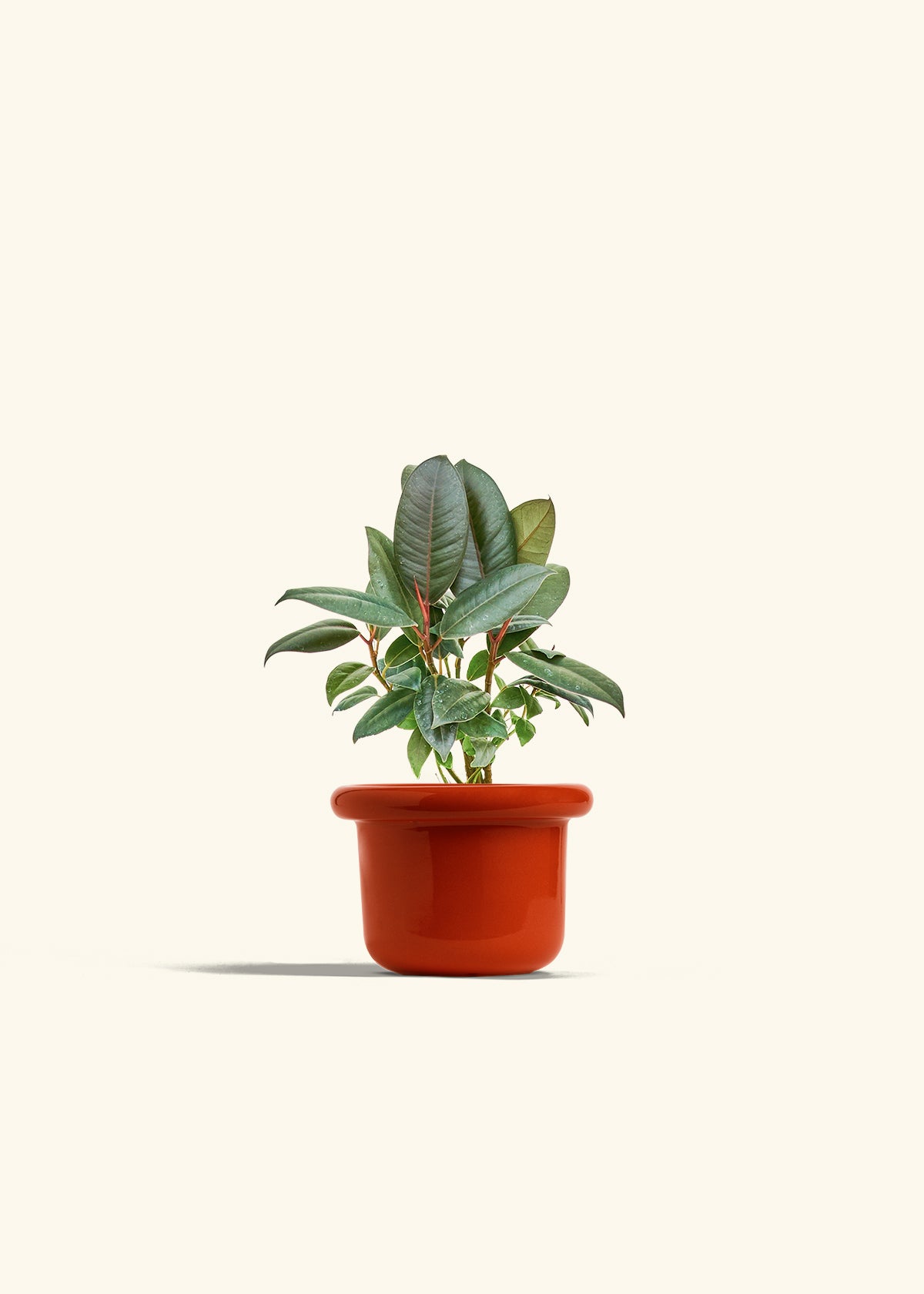 Rubber Tree Burgundy in a 4 inches Fat Lip Red Planter