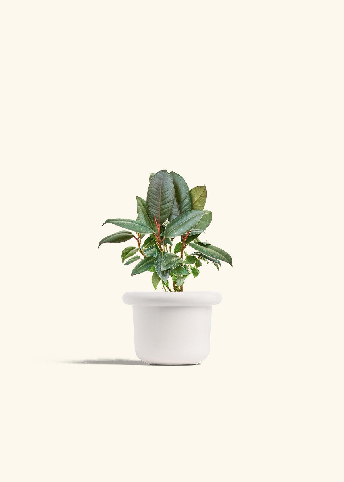 Rubber Tree Burgundy in a 4 inches Fat Lip White Planter