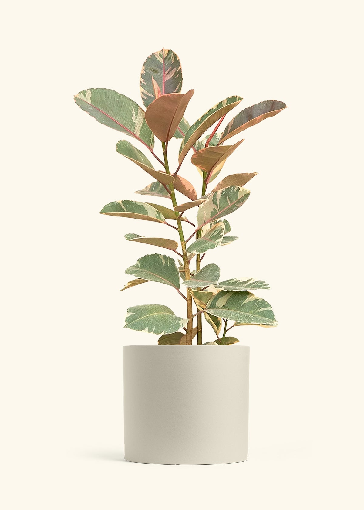 Ruby Rubber Tree in a 10 inches Oat Classic Cylinder Planter