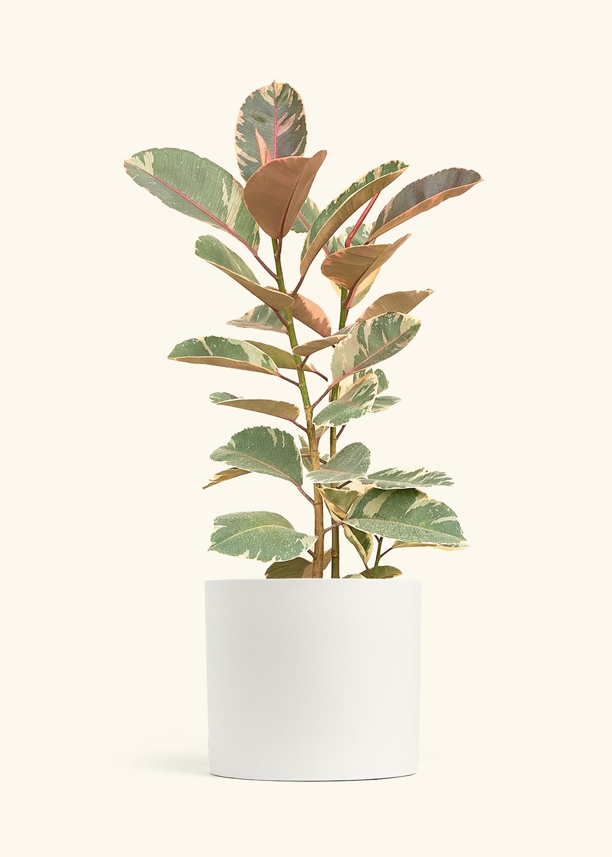Ruby Rubber Tree in a 10 inches White Classic Cylinder Planter