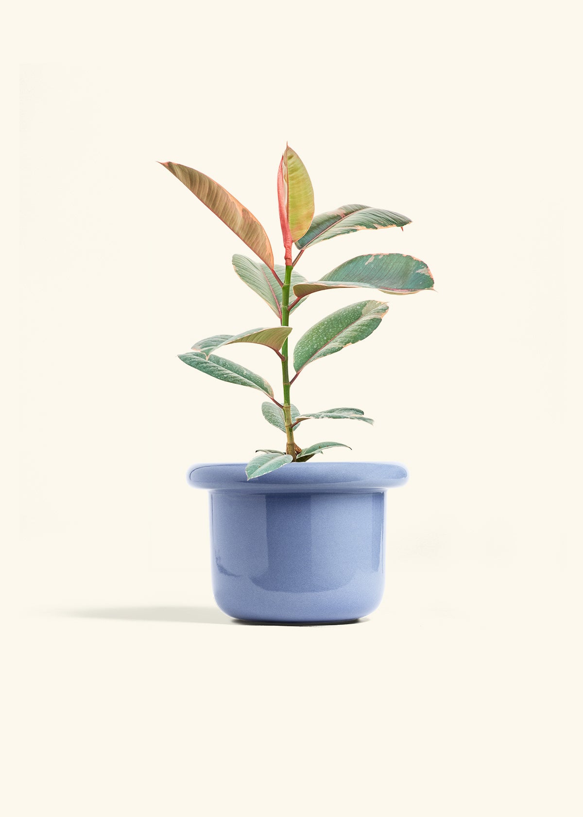 Ruby Rubber Tree in a 6 inches Fat Lip Blue Planter