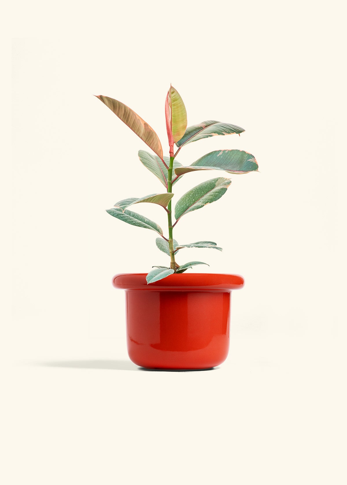 Ruby Rubber Tree in a 6 inches Fat Lip Red Planter