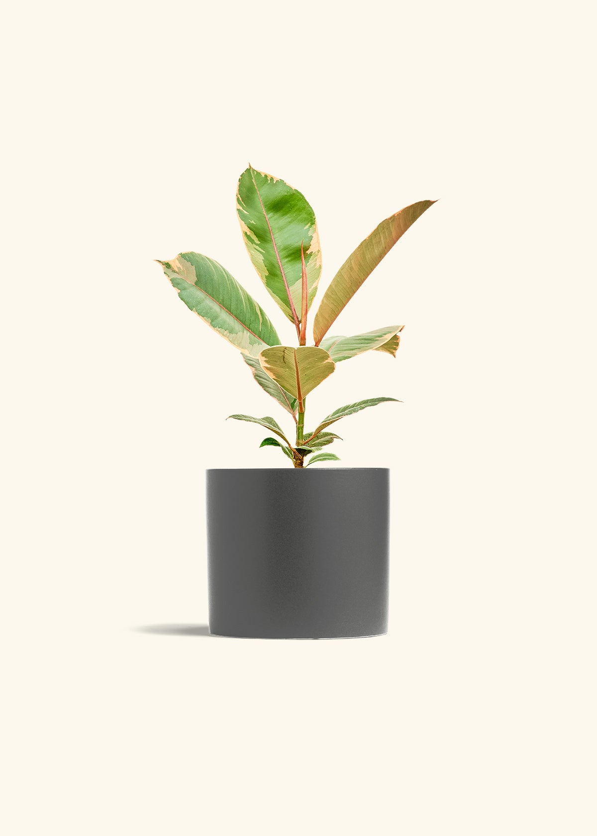 Ficus 'Tineke', Medium