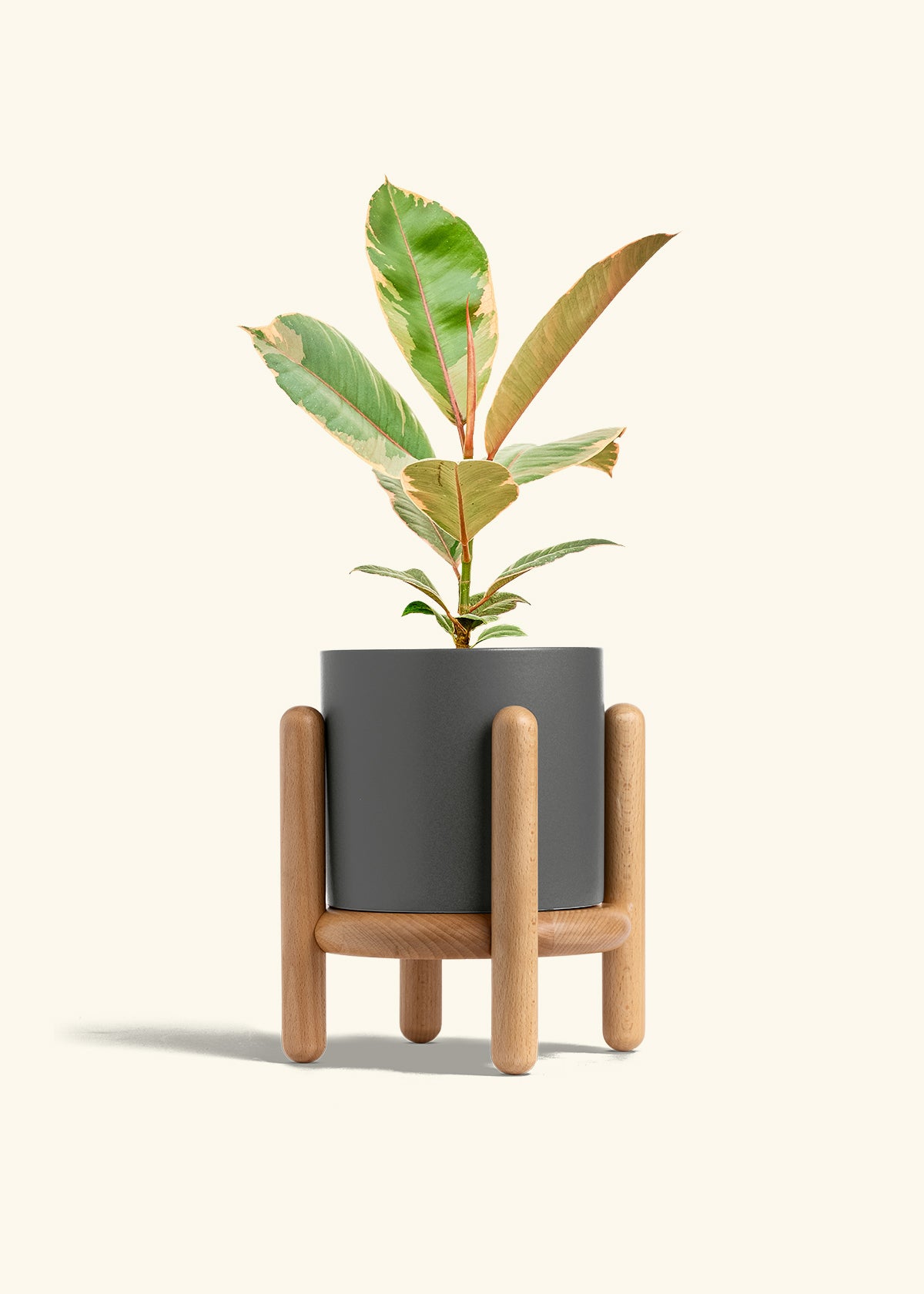 Ficus 'Tineke', Medium