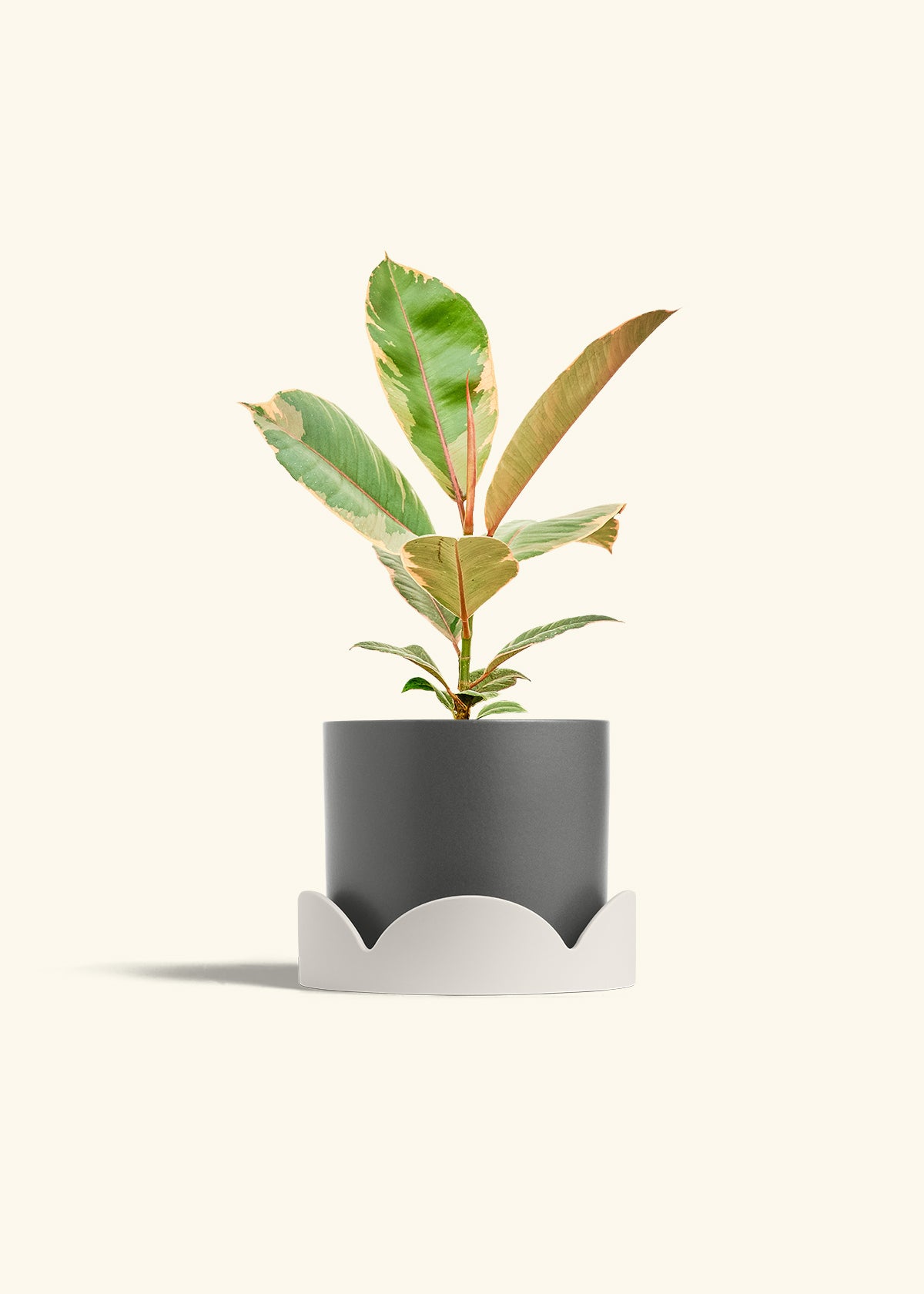 Ficus 'Tineke', Medium