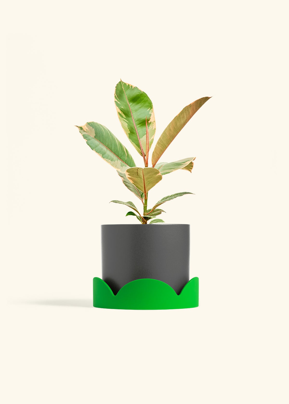 Ficus 'Tineke', Medium