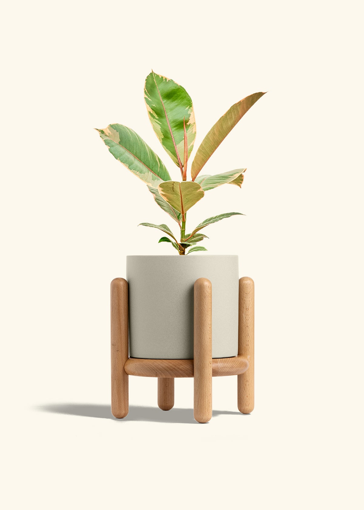 Ficus 'Tineke', Medium