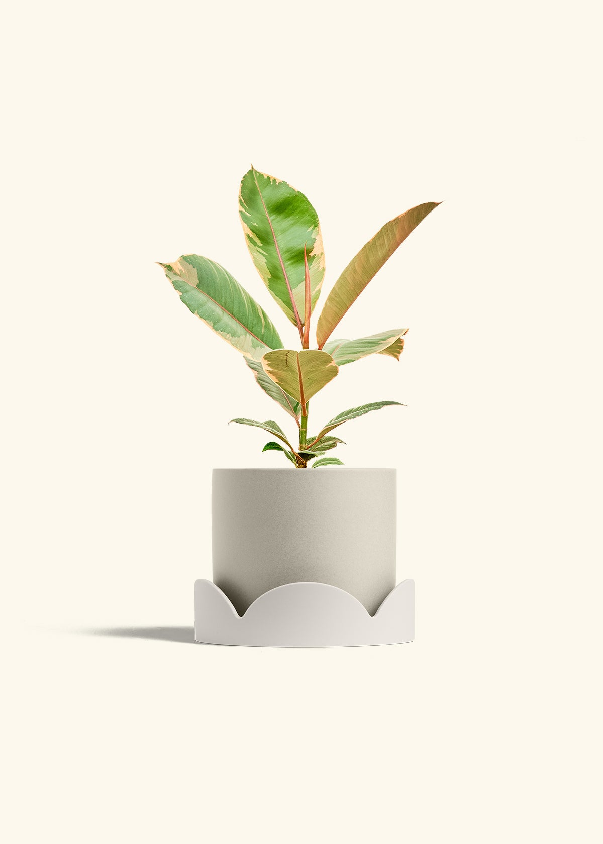 Ficus 'Tineke', Medium