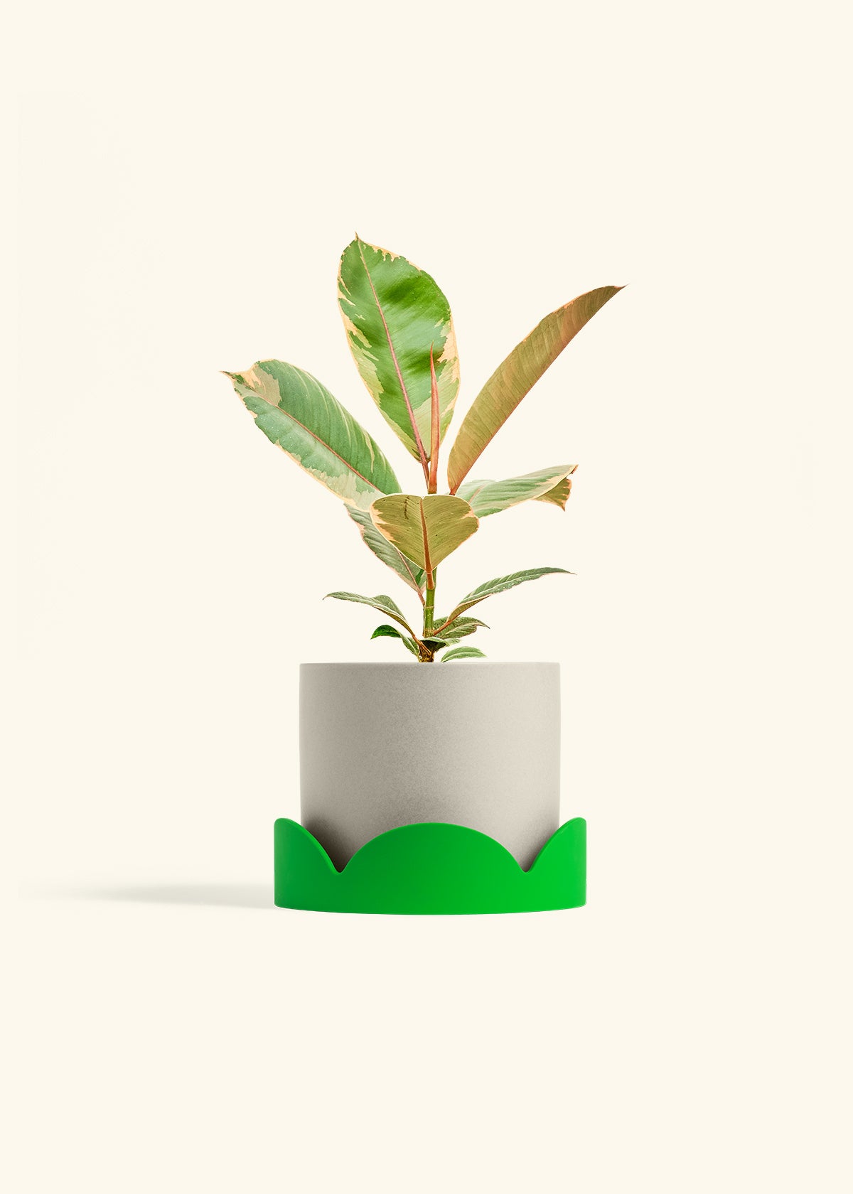 Ficus 'Tineke', Medium