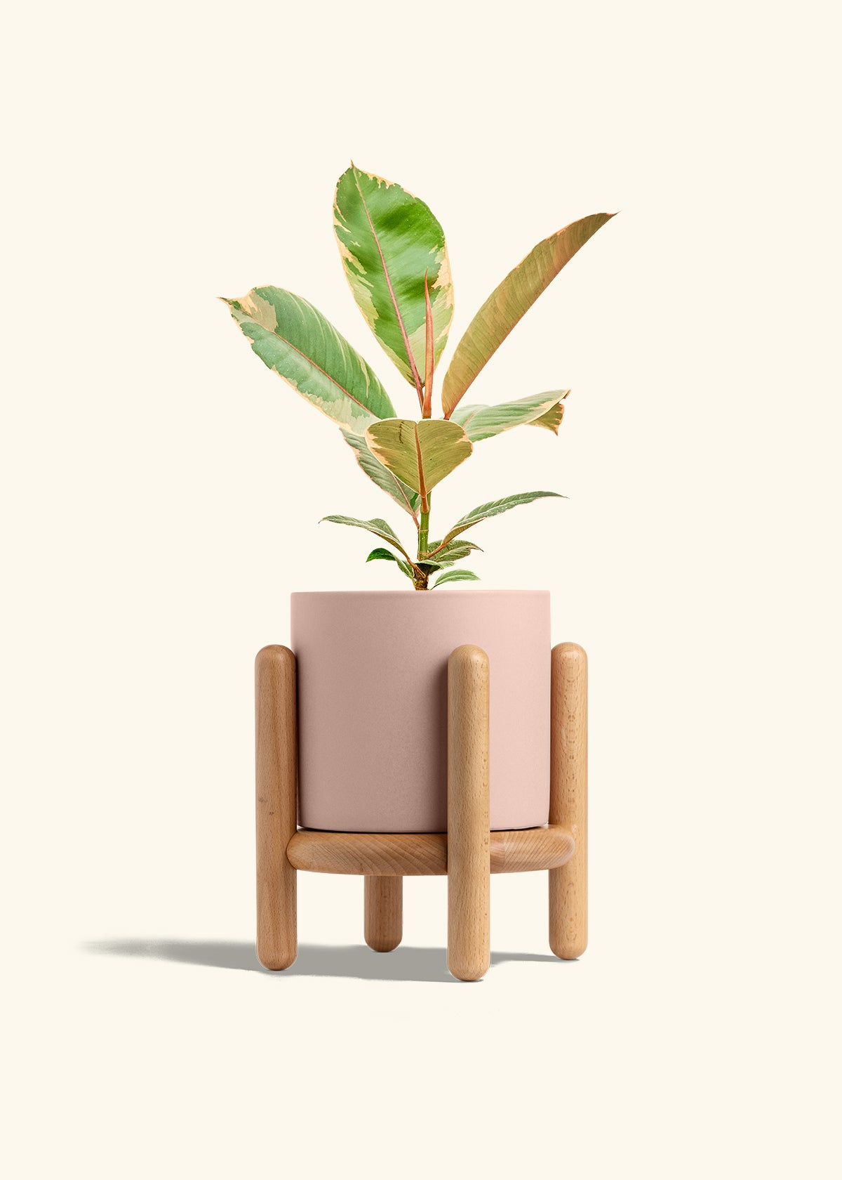 Ficus 'Tineke', Medium