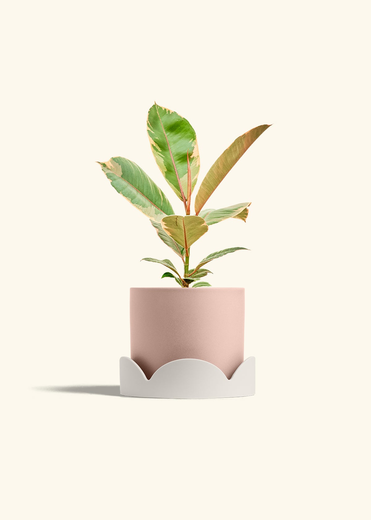 Ficus 'Tineke', Medium