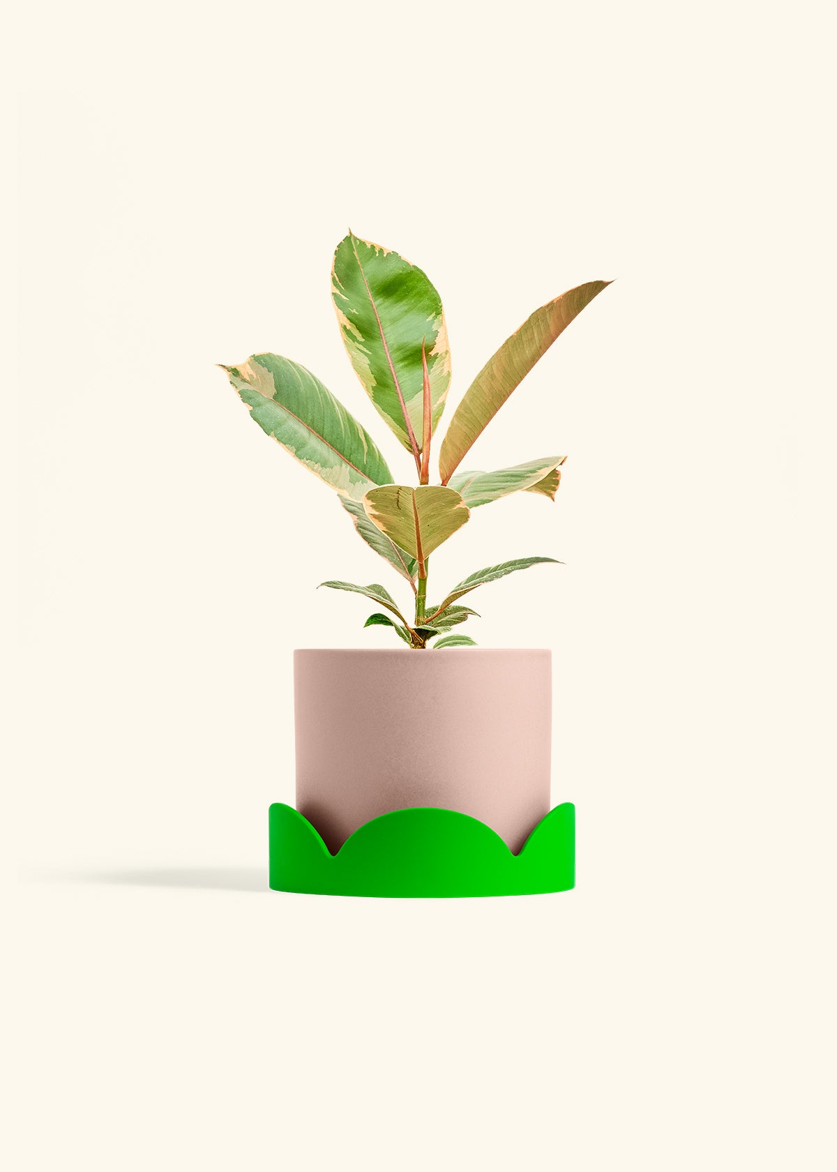 Ficus 'Tineke', Medium