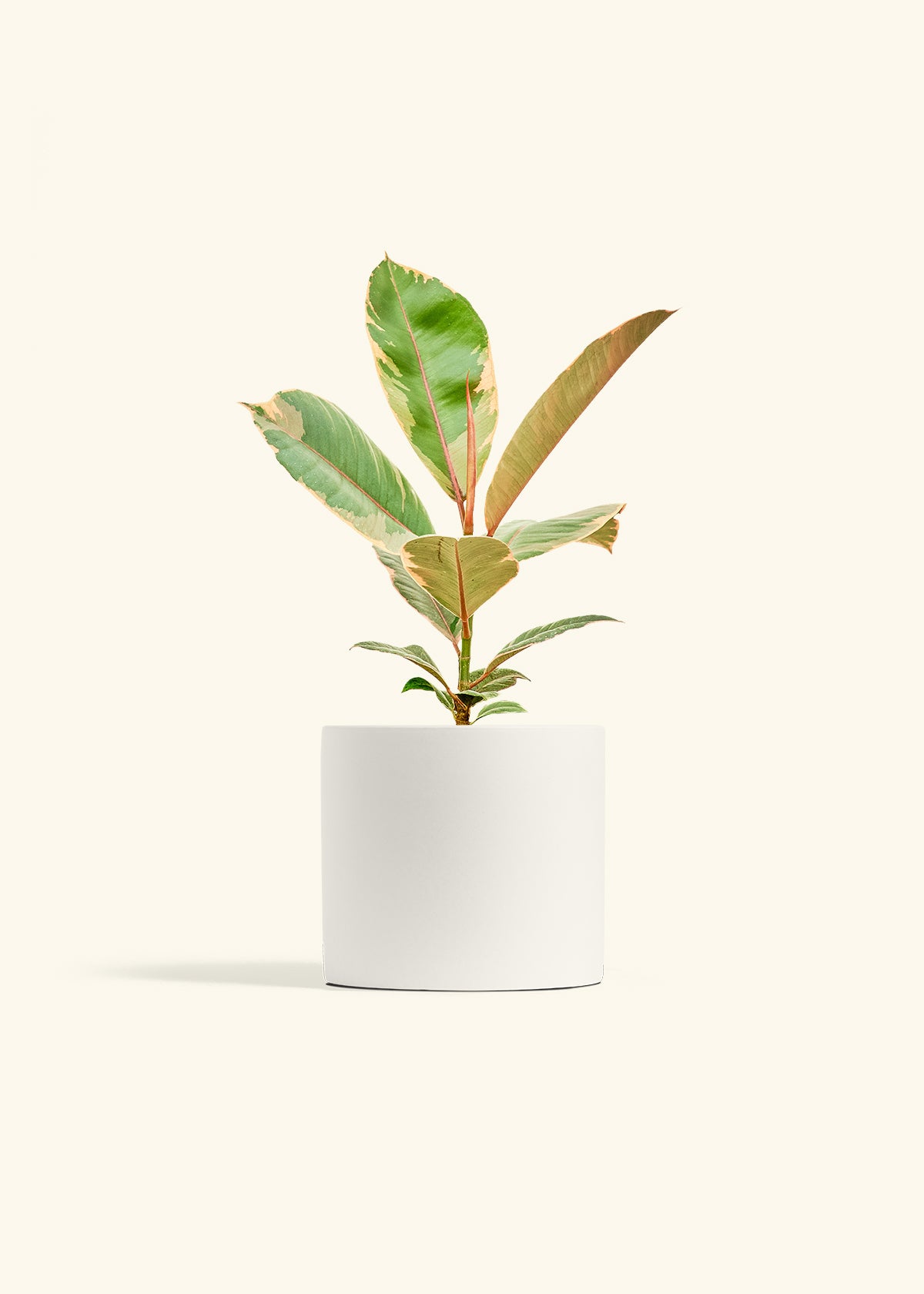 Ficus 'Tineke', Medium
