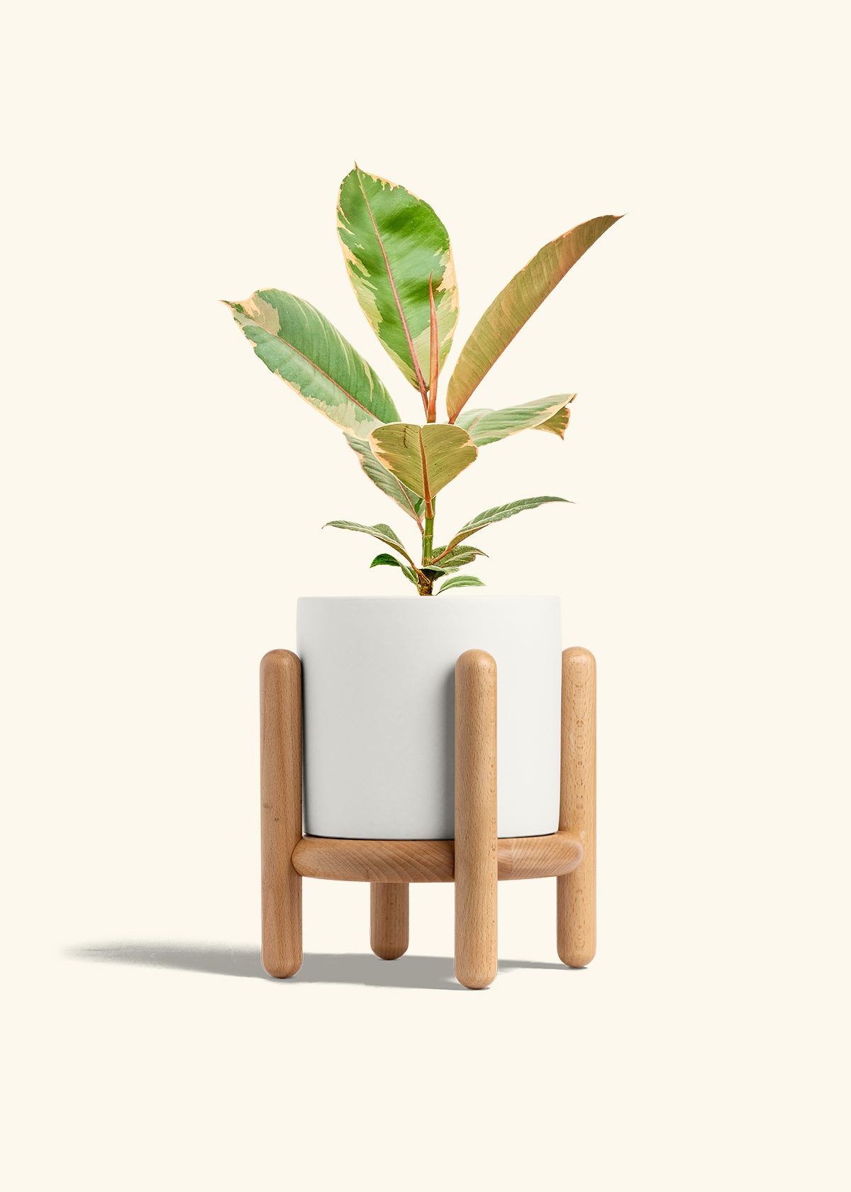 Ficus 'Tineke', Medium