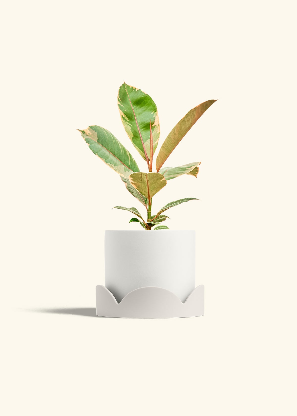 Ficus 'Tineke', Medium