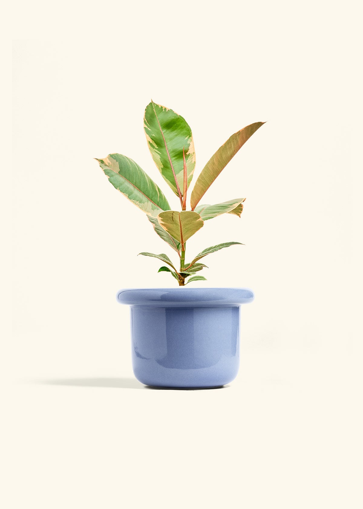 Ficus 'Tineke', Medium