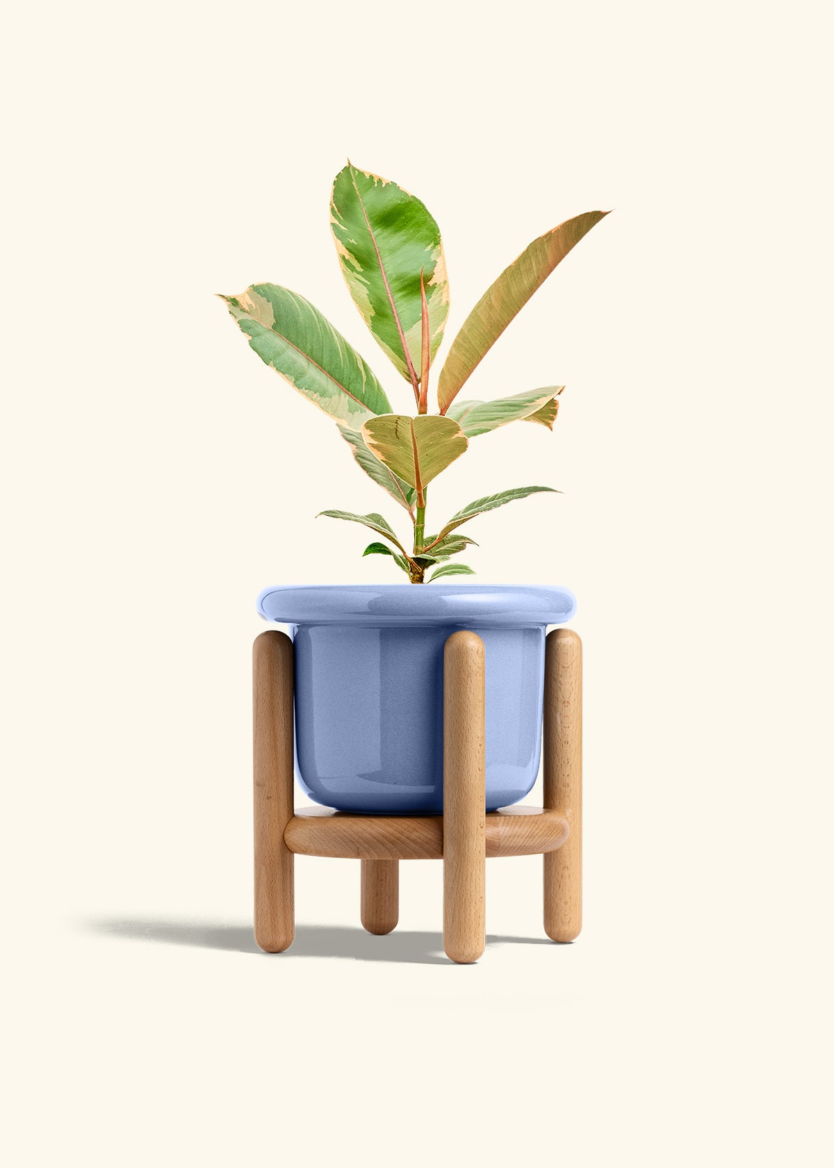 Ficus 'Tineke', Medium