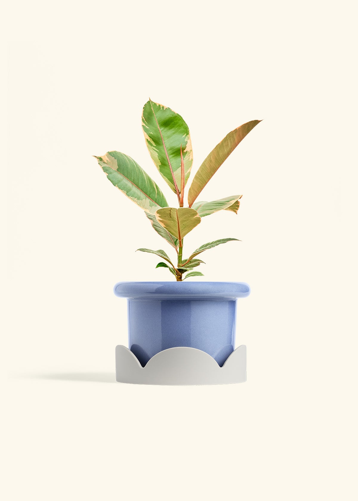 Ficus 'Tineke', Medium