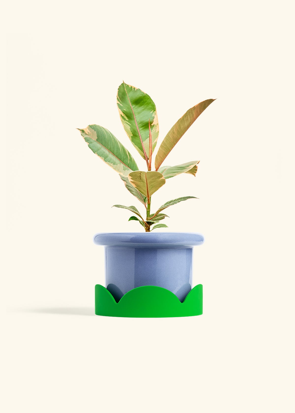 Ficus 'Tineke', Medium