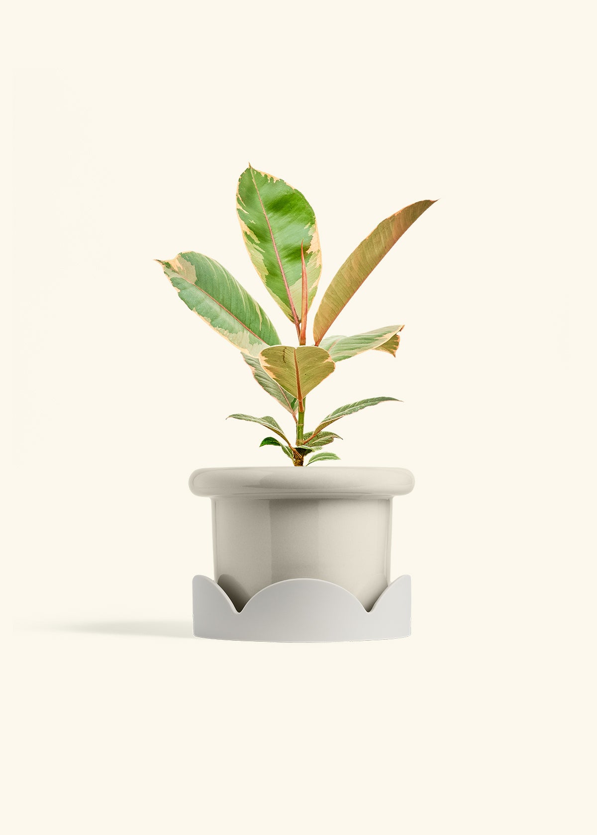 Ficus 'Tineke', Medium