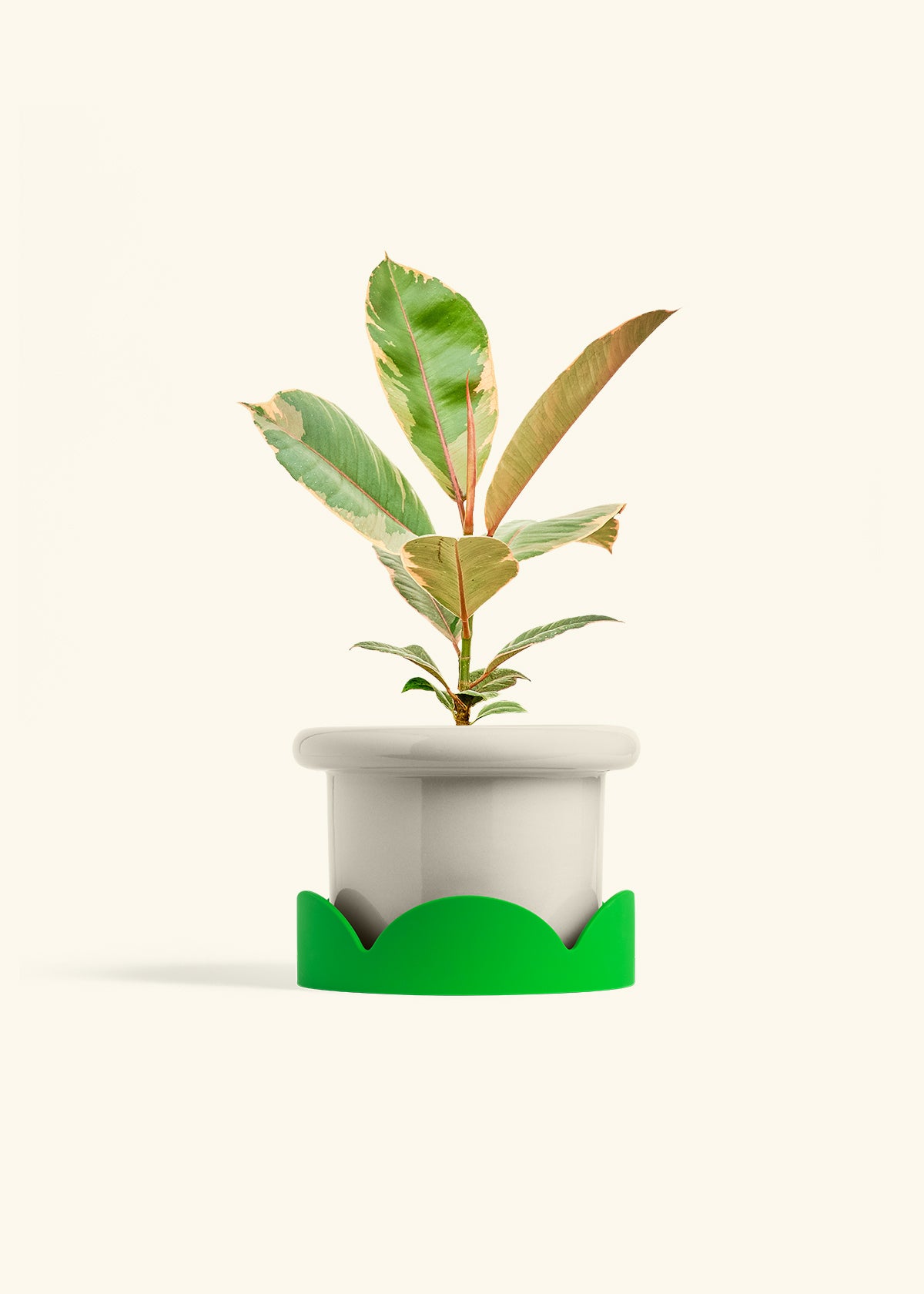 Ficus 'Tineke', Medium