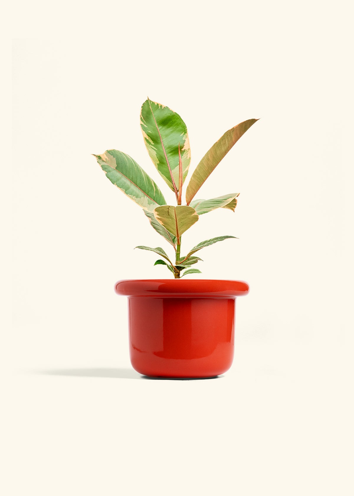 Ficus 'Tineke', Medium