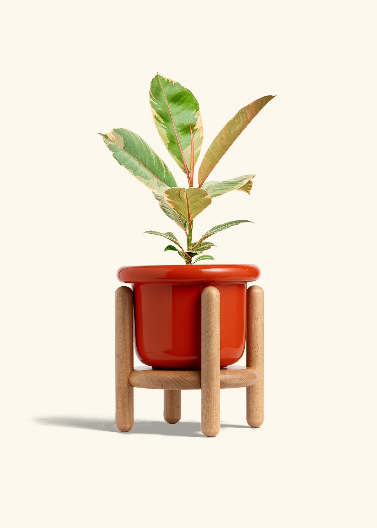 Ficus 'Tineke', Medium